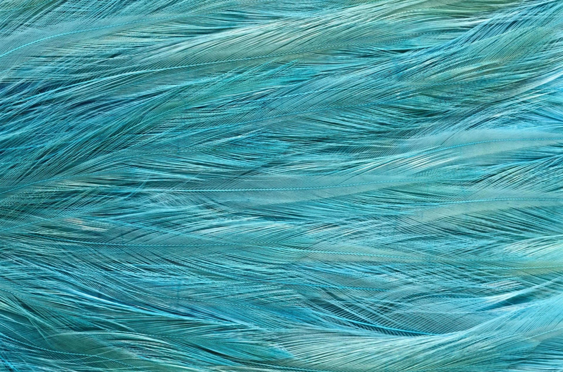 1920x1268 textures feather exotic bird animal texture desktop background