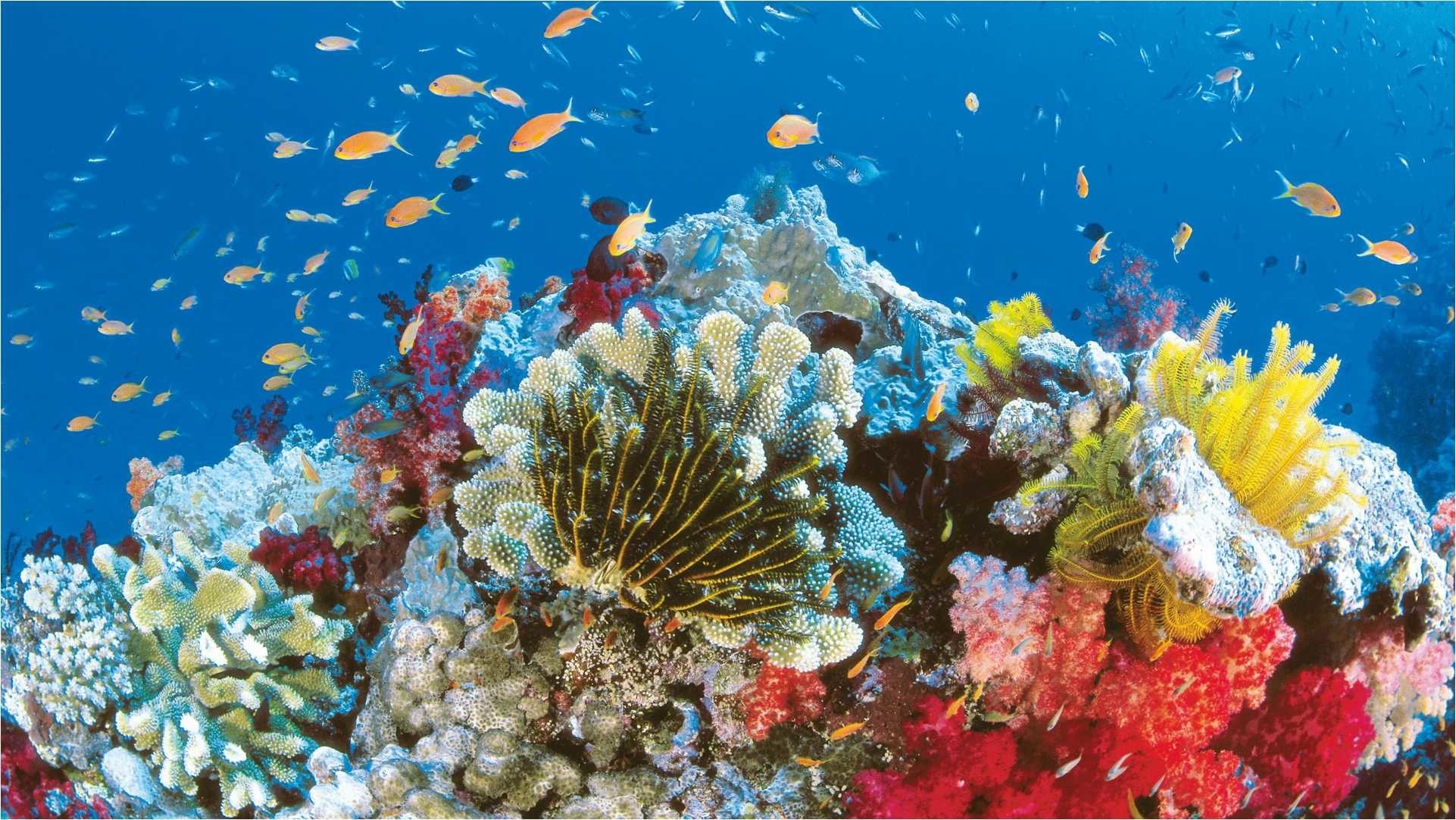 Underwater Coral Reef Wallpaper (61+ images)