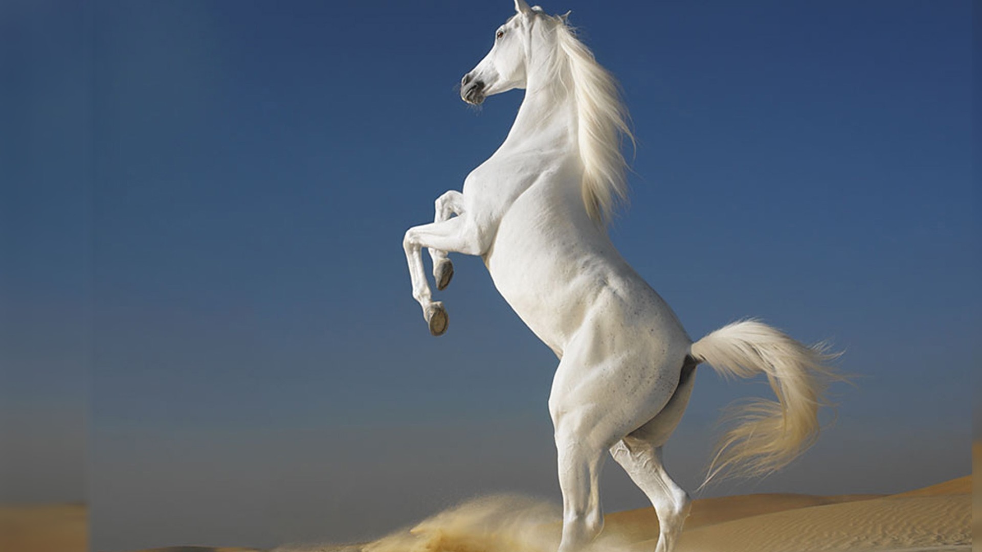 1920x1080 white horse Best HD Desktop Wallpapers