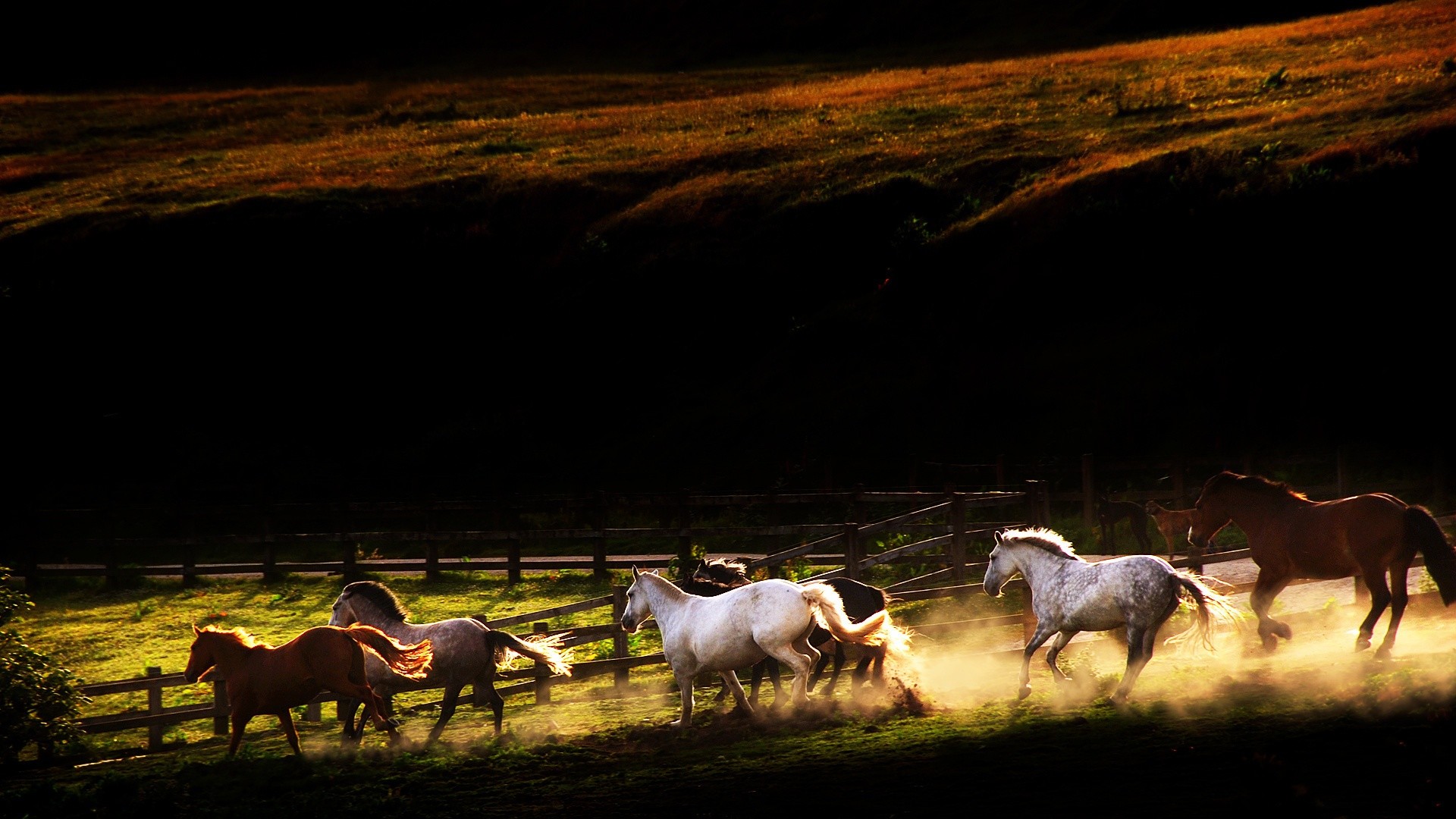 1920x1080 1000+ images about Horses PC Wallpaper on Pinterest | Wallpaper .
