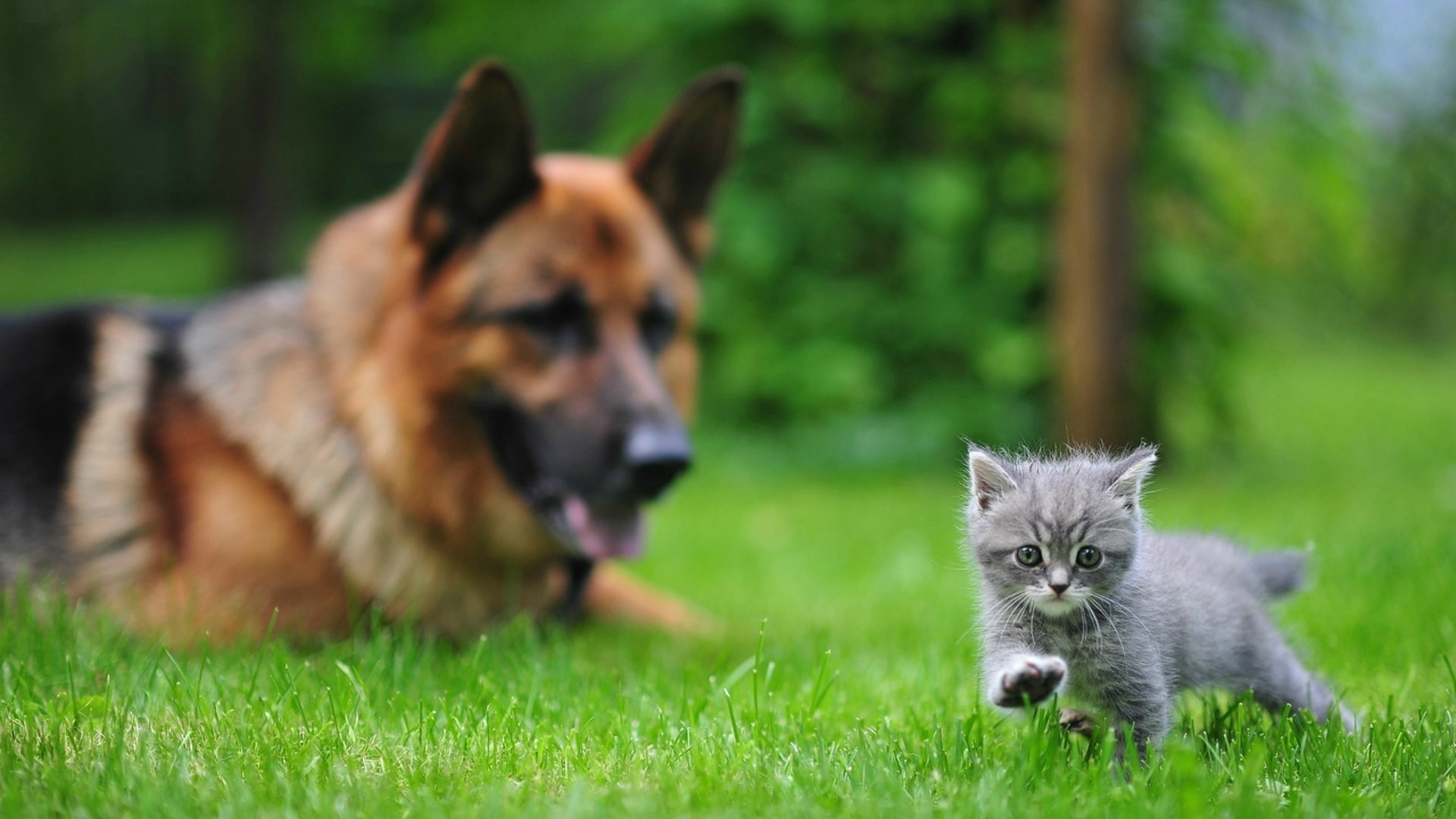 1920x1080 ... Cats And Dogs Wallpapers Group (82 ) ...