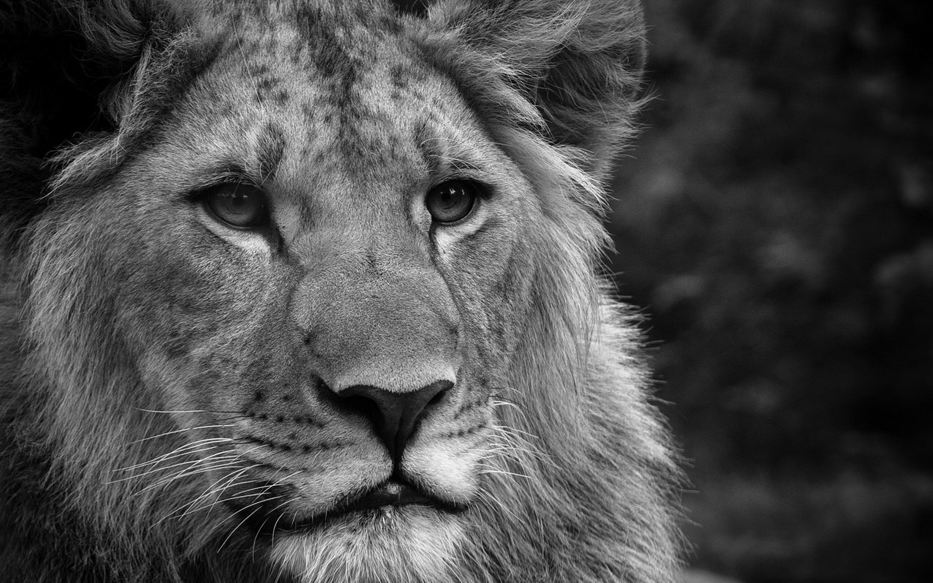 1920x1200 Black-and-white lion wallpapers and images - wallpapers, pictures .