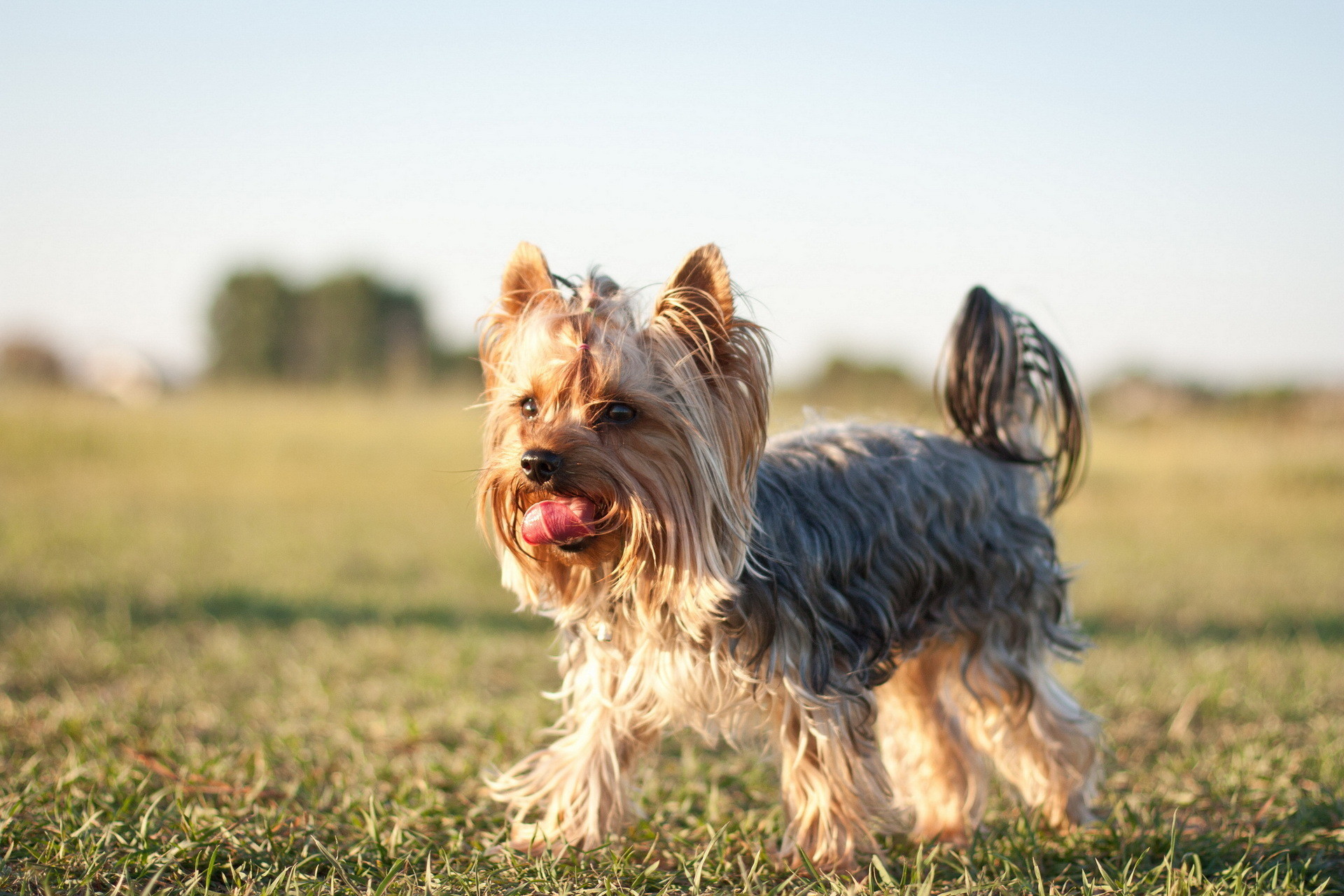 1920x1280 18 HD Yorkshire Terrier Dog Wallpapers