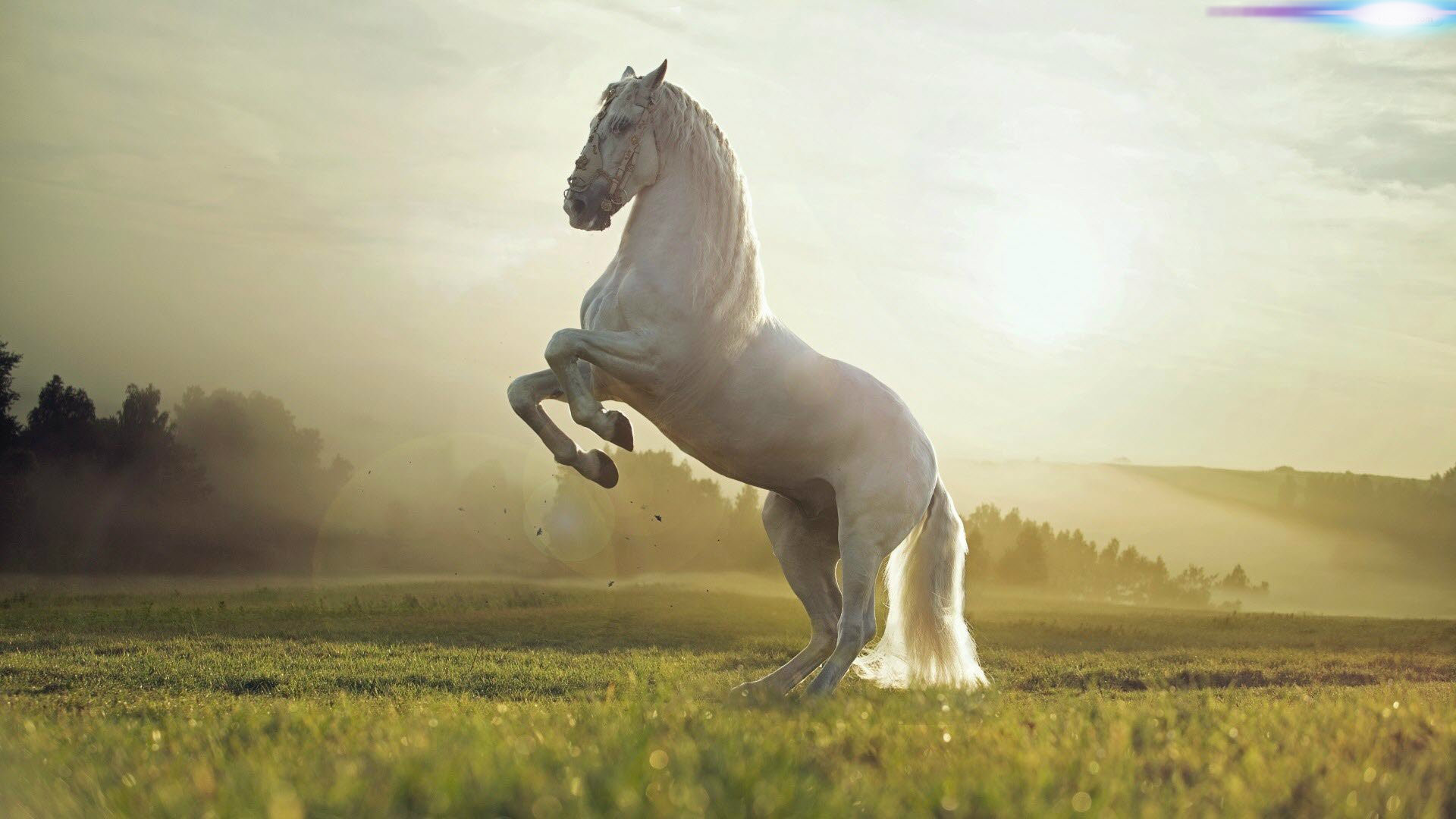 1920x1080 White Horse HD Wallpapers 1080p