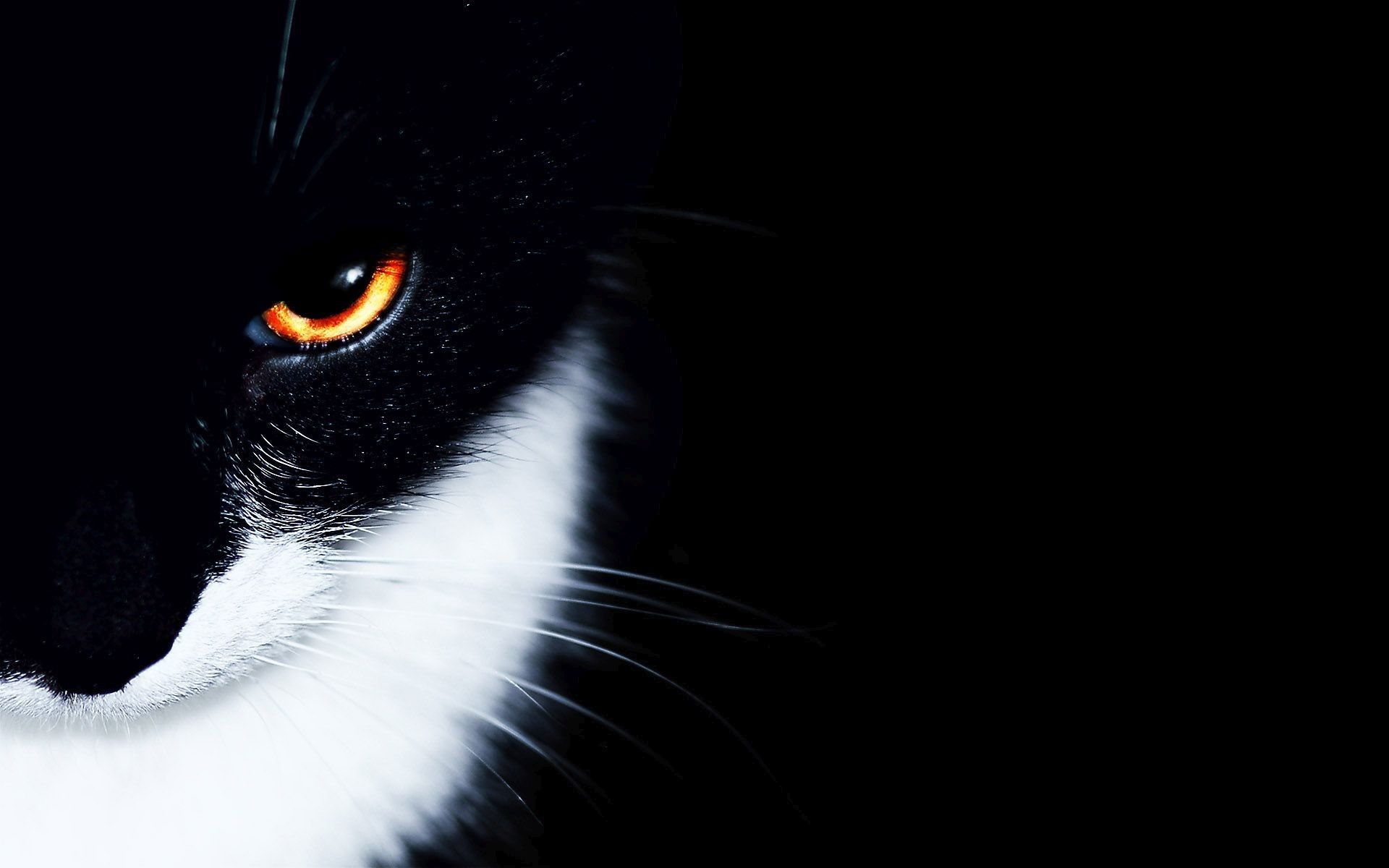 1920x1200 Black And White Cat Wallpapers