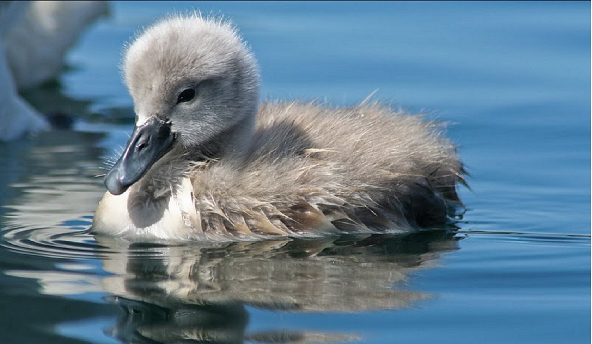 1920x1116 Baby Swan