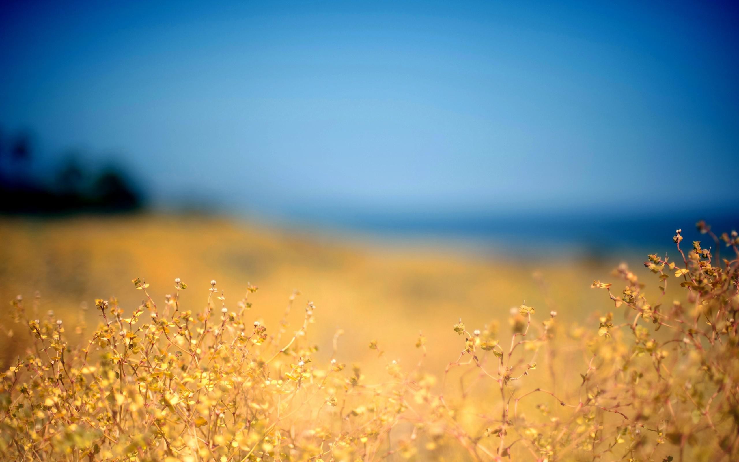 2560x1600 Beautiful flower field wallpaper desktop background images