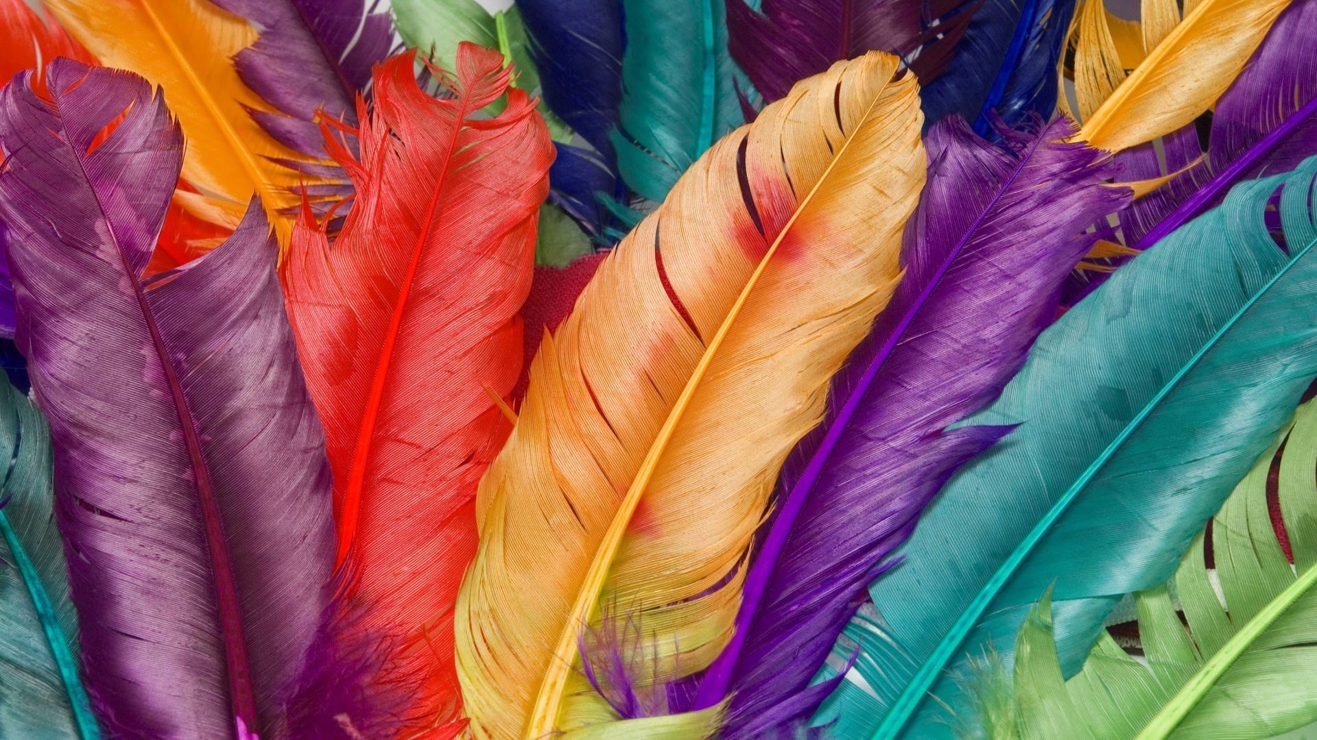 1920x1080 The Colorful Feathers HD wallpaper