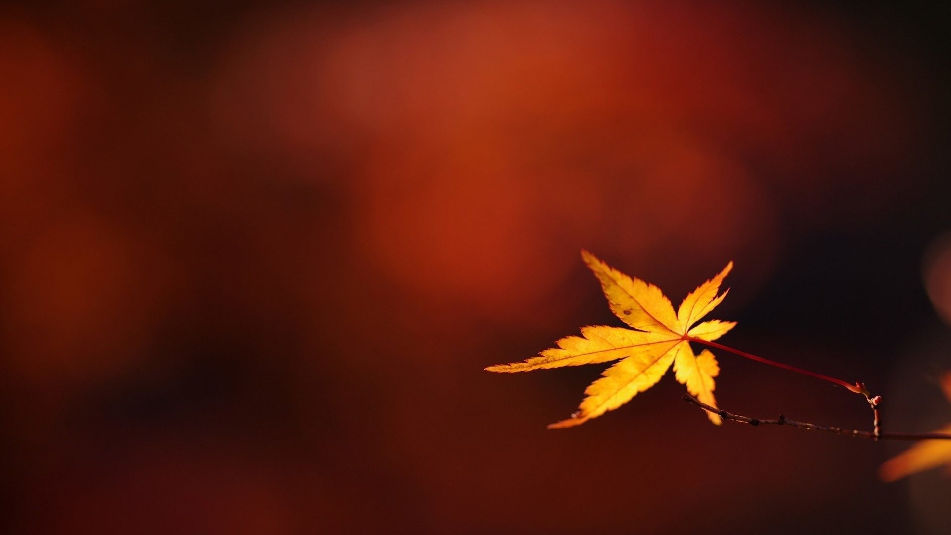1920x1080 Bokeh Tag - Up Leaf Bokeh Autumn Branch Close Twig Hd Nature Beauty for HD  16