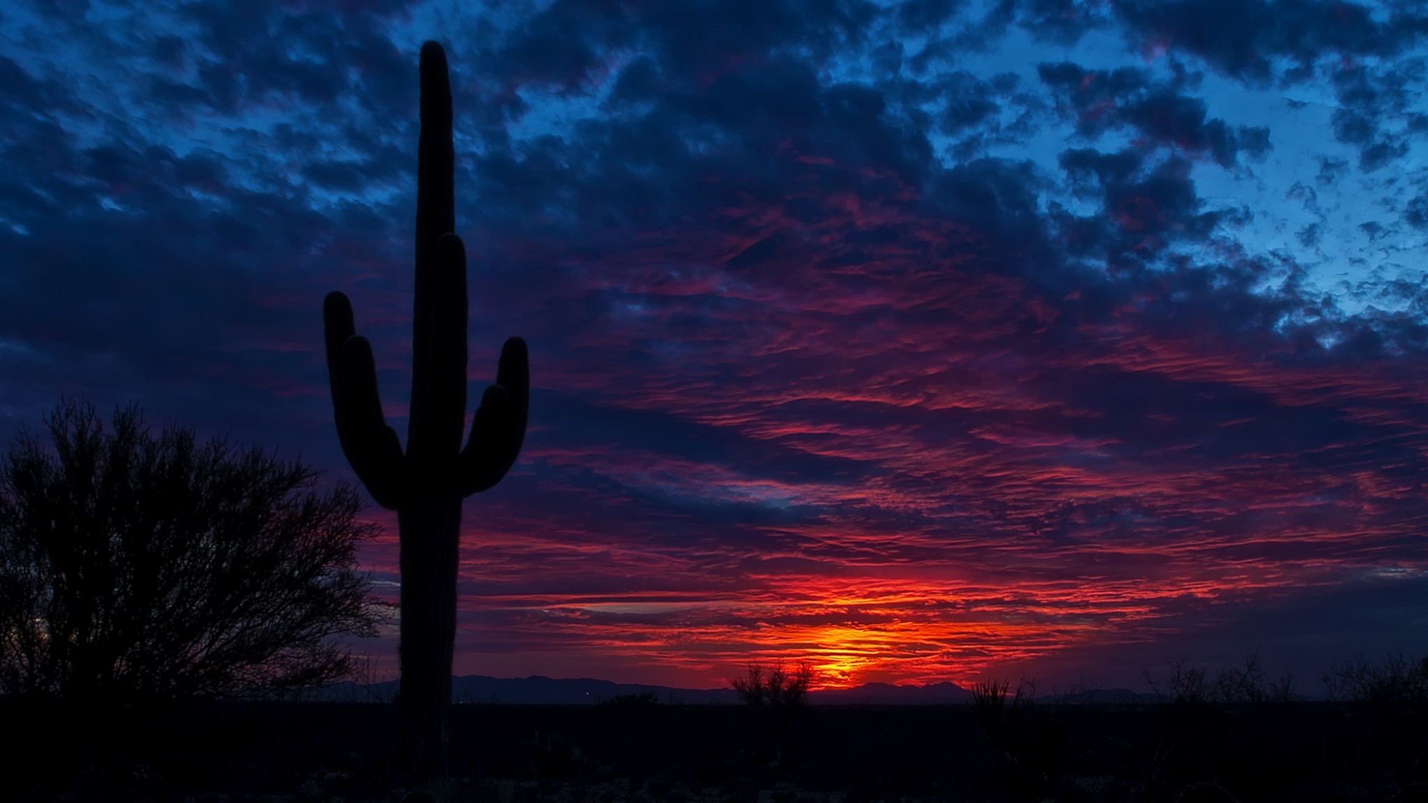 2048x1152  Wallpaper tucson, arizona, cactus, night, sky