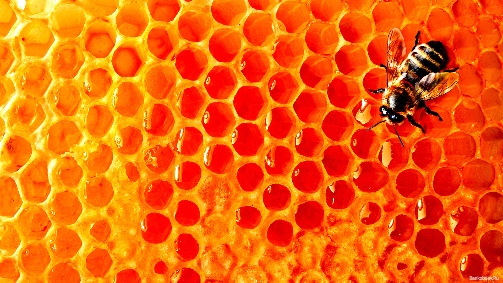 1920x1080  Bee Wallpaper | My blog .