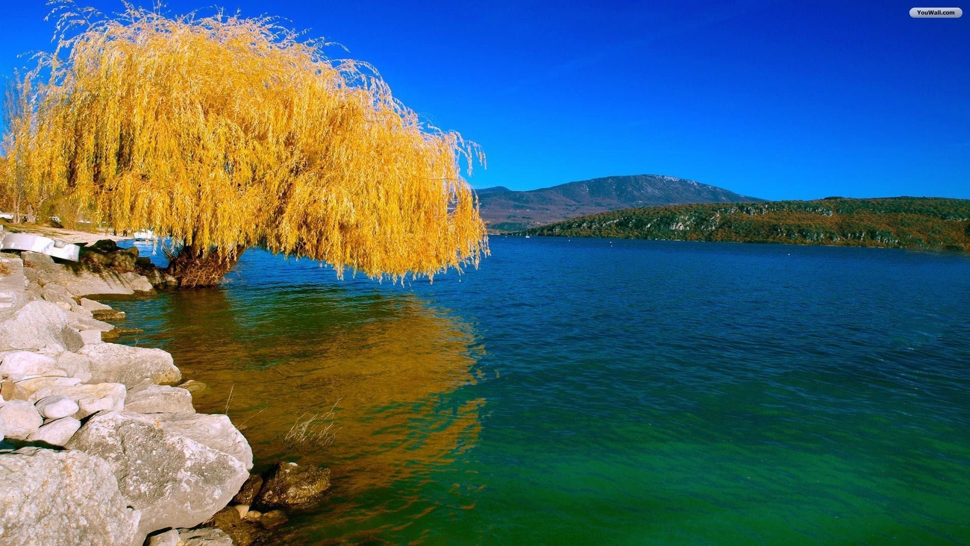 1920x1080 Weeping Willow Wallpapers - Wallpaper Cave Willow Tree, Weeping Willow, Tree  Wallpaper, Scenery