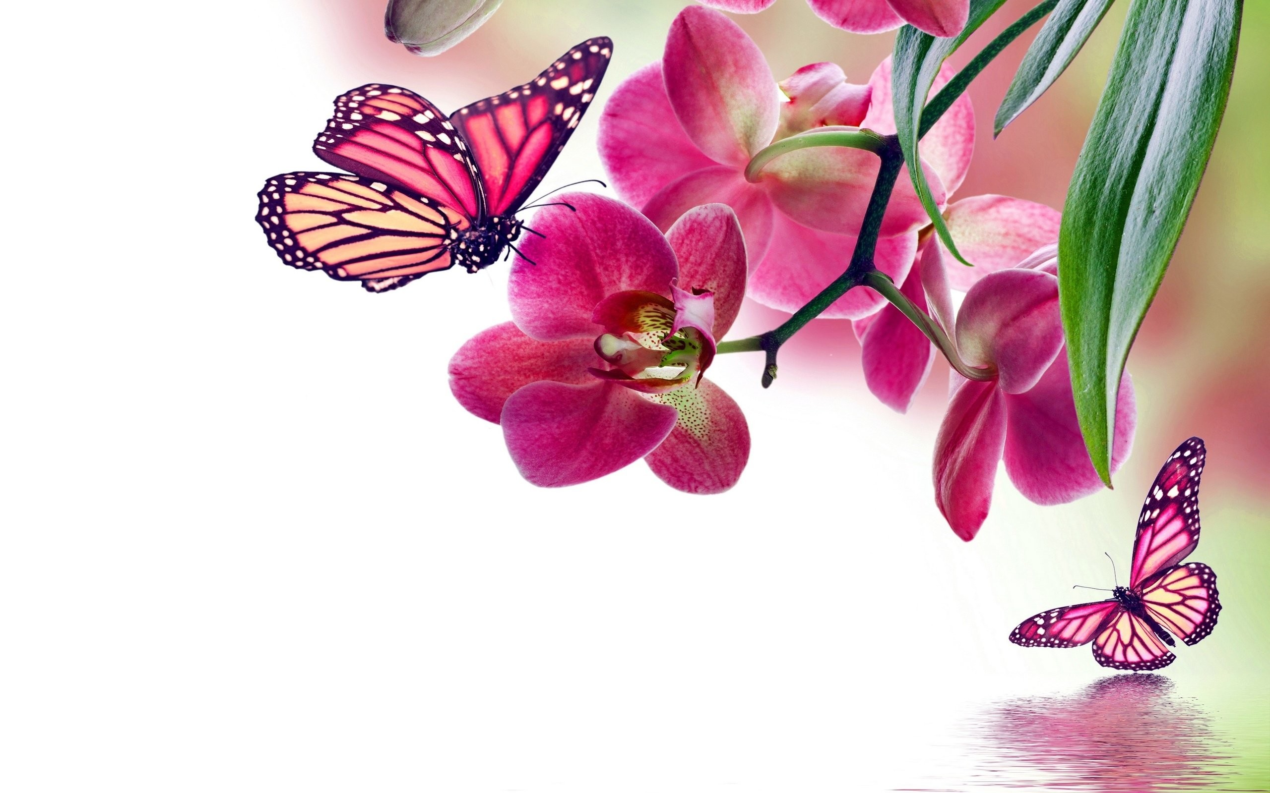 2560x1600 Flowers Background Butterfly Bokeh J Wallpaper At 3d Wallpapers