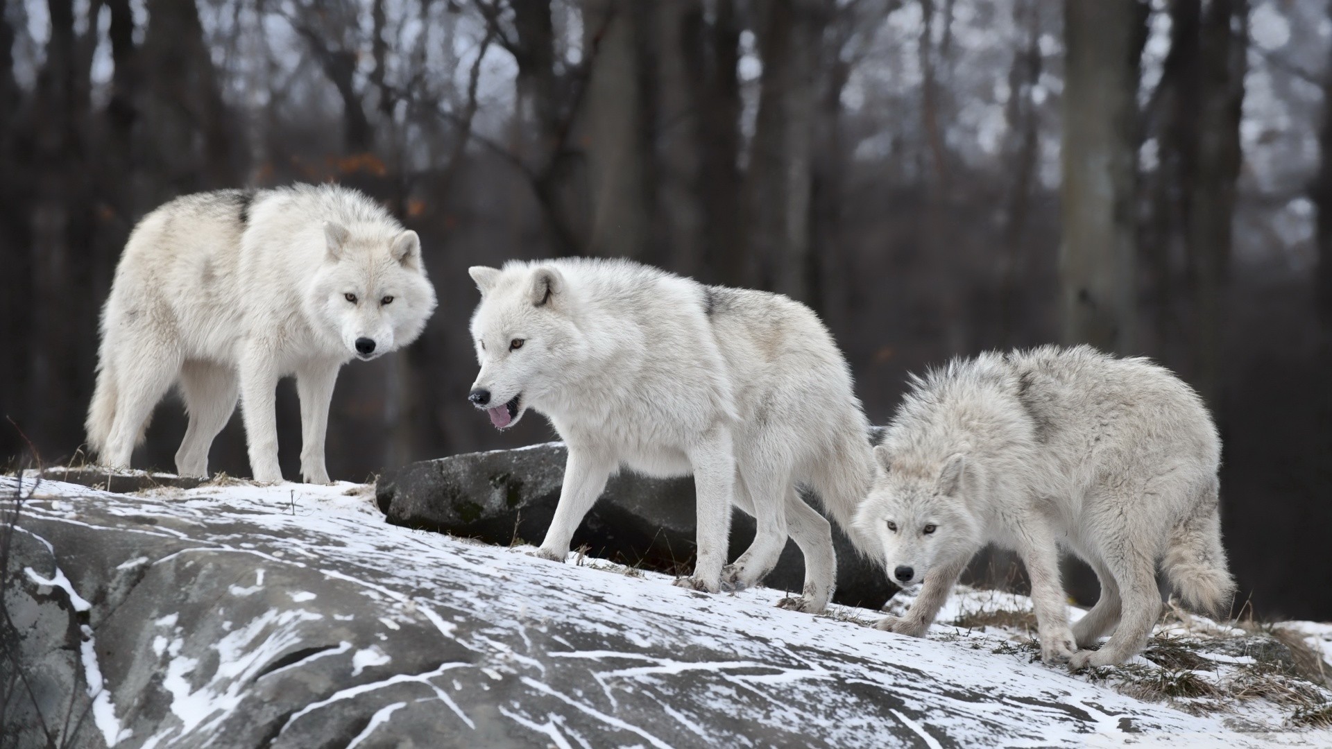 1920x1080 Wallpapers White Wolf Pack Black Pictures Hd  | #174124 . 