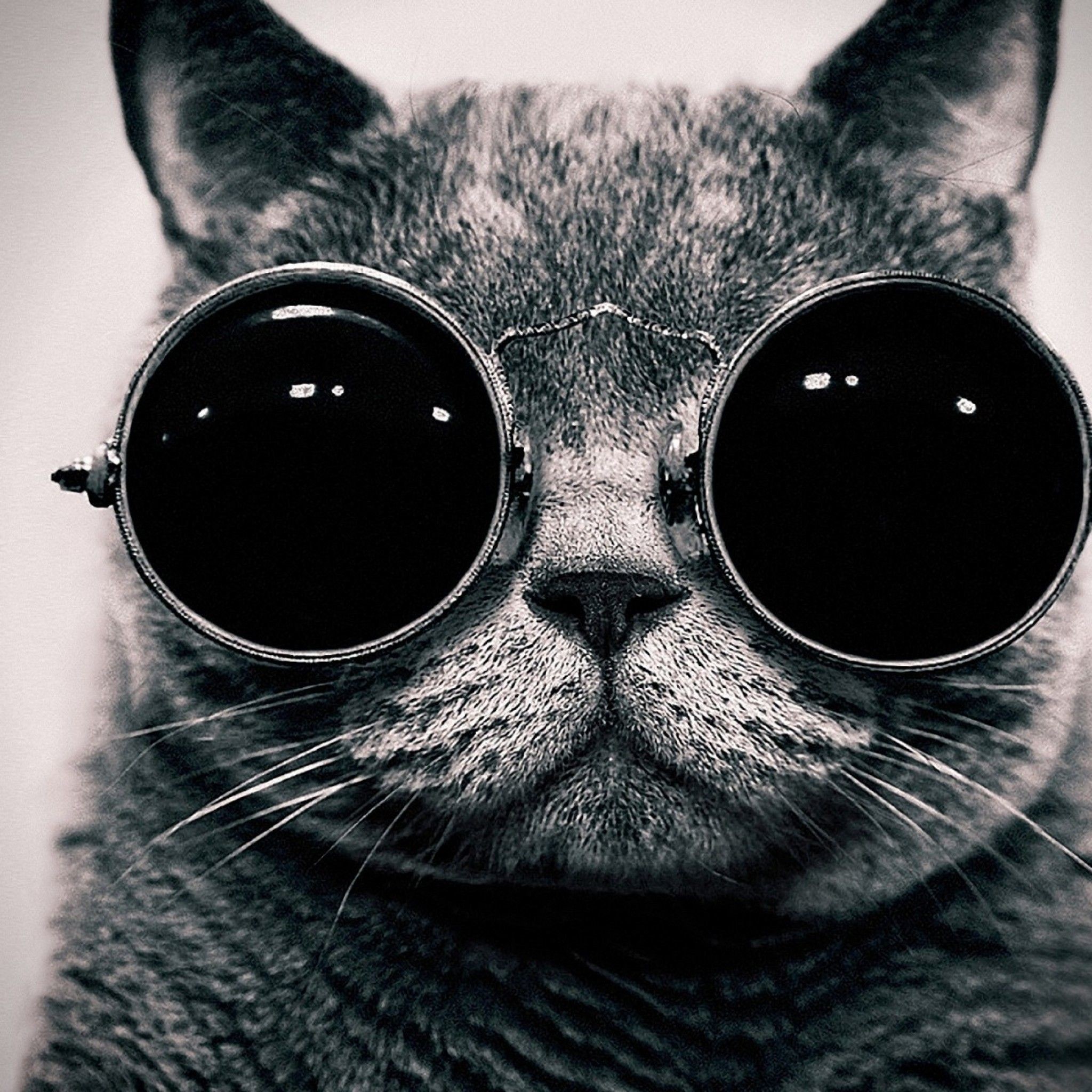 2048x2048 Cat With Sunglasses iPad Wallpaper HD #iPad #wallpaper