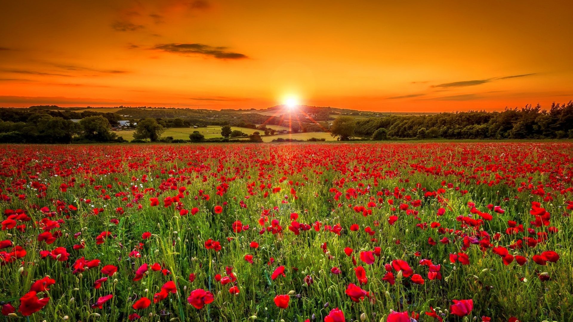1920x1080 Poppies Tag - Poppy Flowers Orange Pretty Lovely Beautiful Sunset Meadow  Nature Summer Amazing Poppies Glow