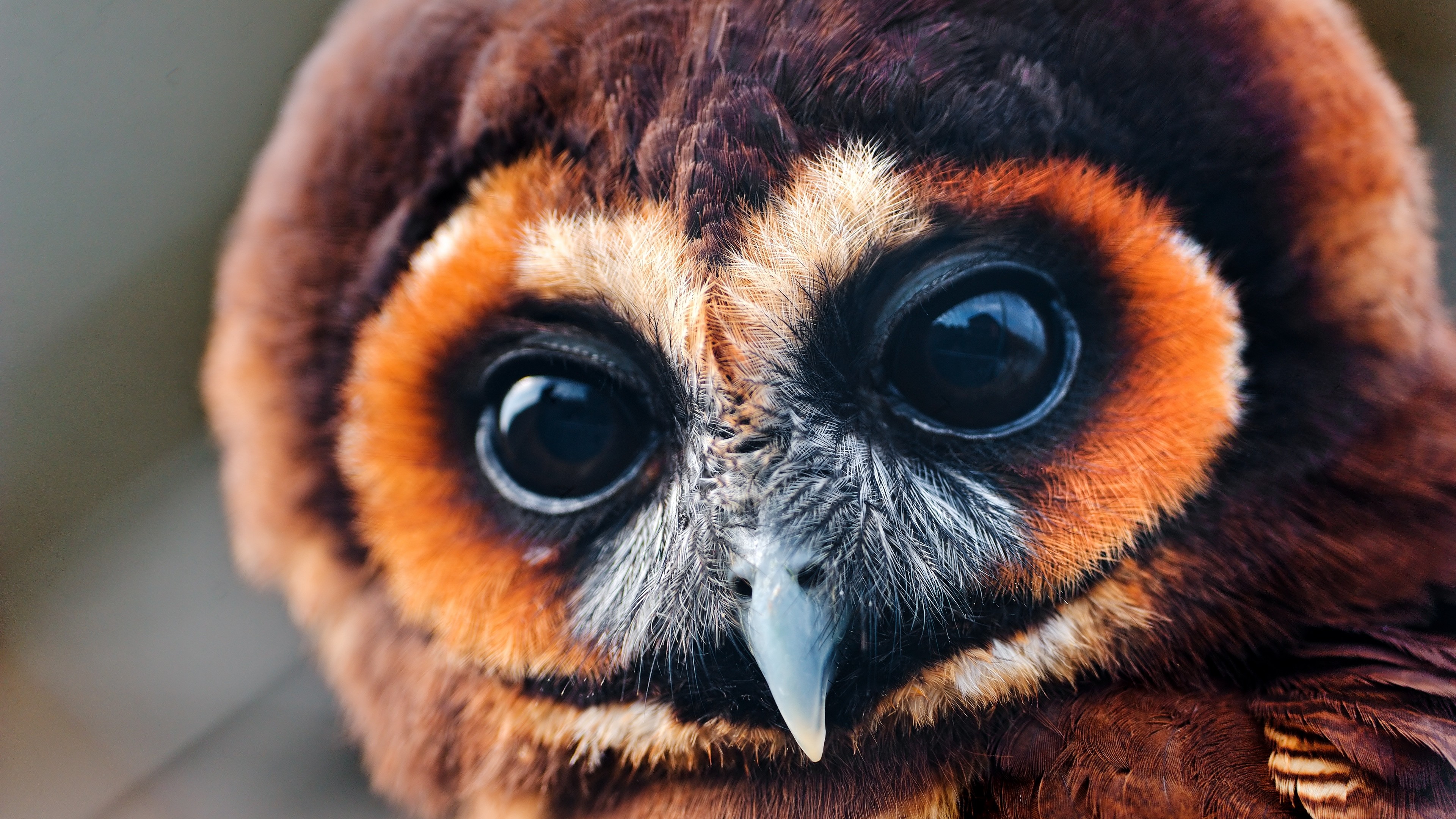 3840x2160  Wallpaper owl, baby, muzzle, eyes, feathers