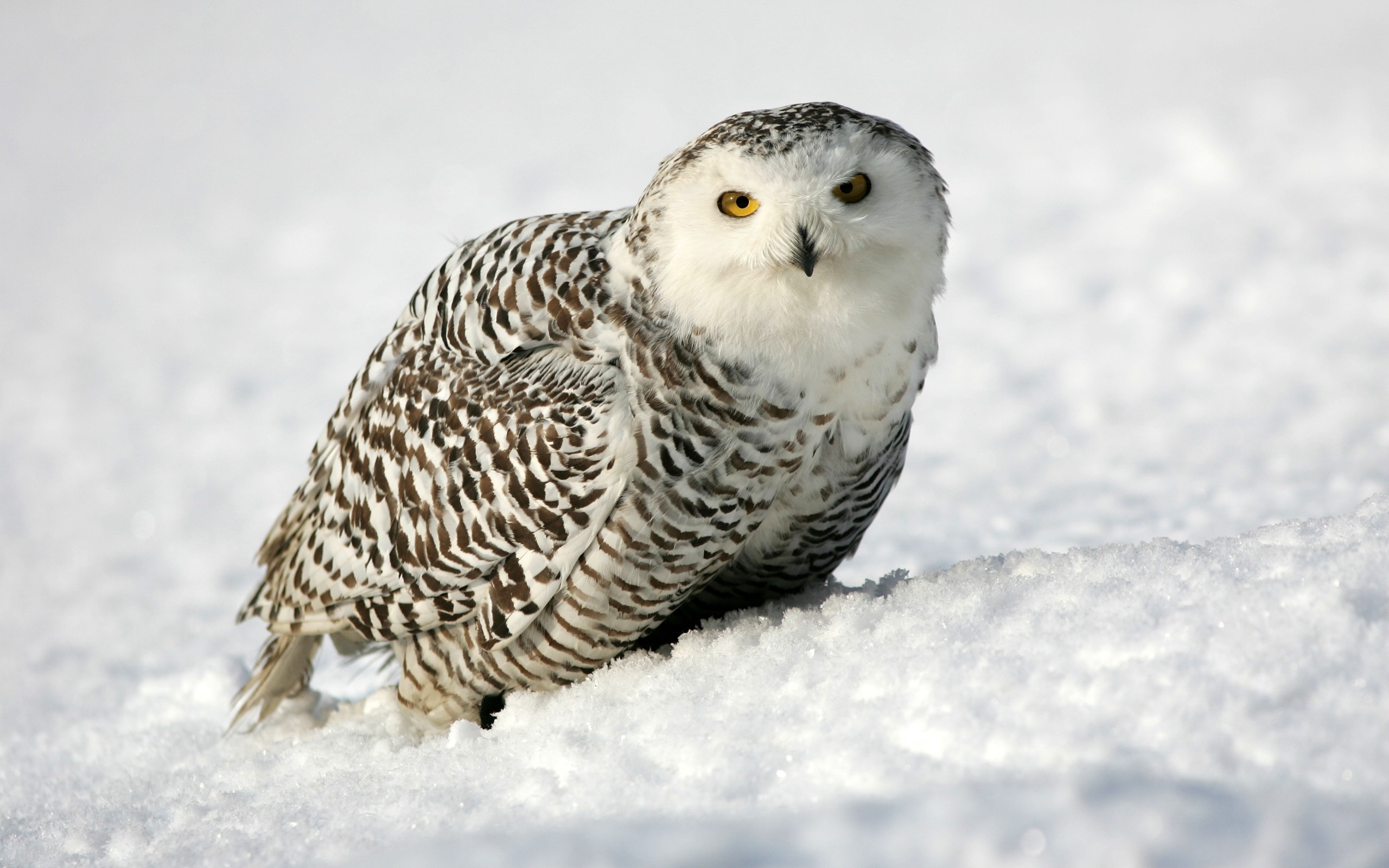 2560x1600 Snowy Owl Beautiful HD Beautiful Pictures Snowy Owl (1) ...