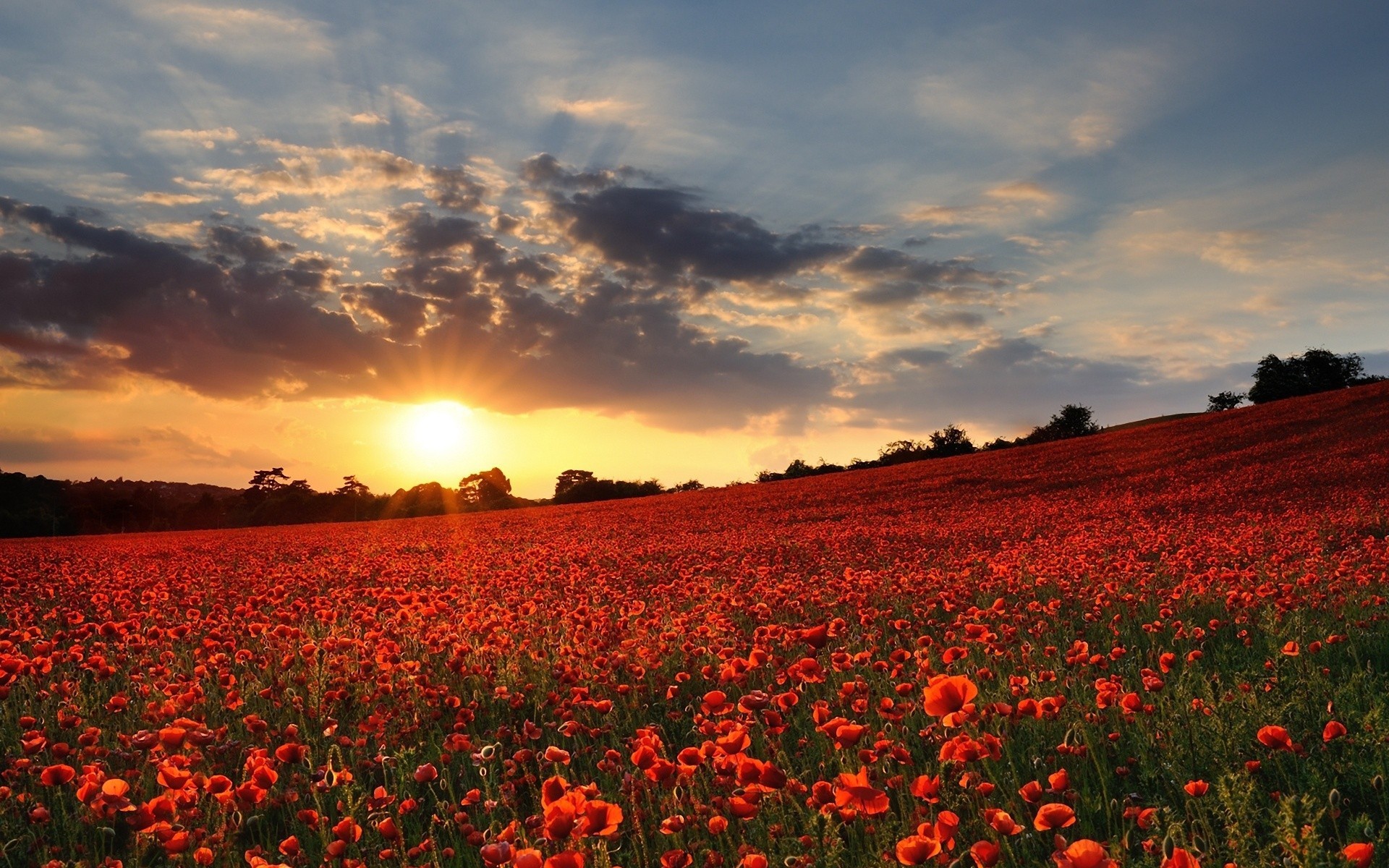 1920x1200 Poppy field wallpapers and images - wallpapers, pictures, photos