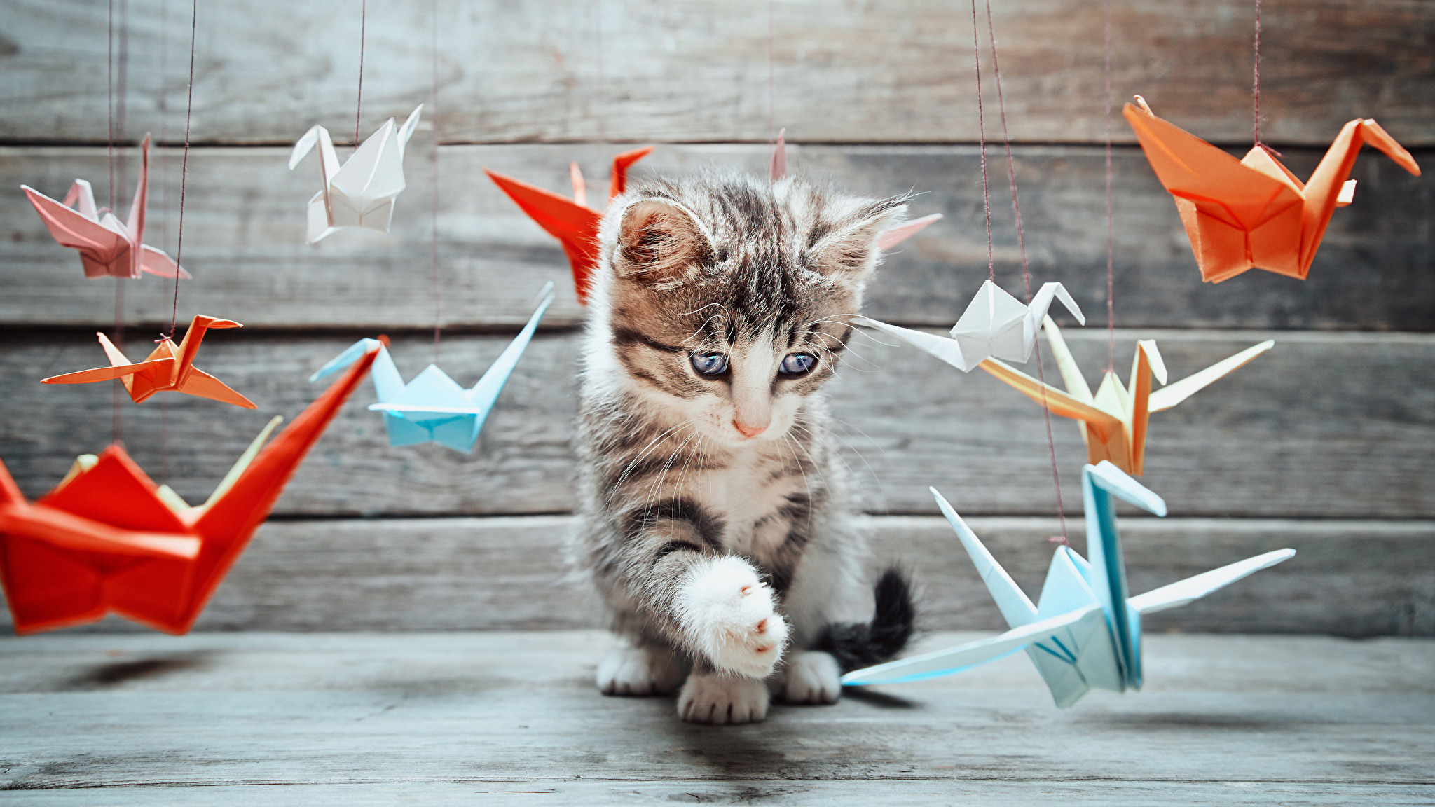 2048x1152 Wallpapers kitty cat Cats paper cranes Animals  Kittens