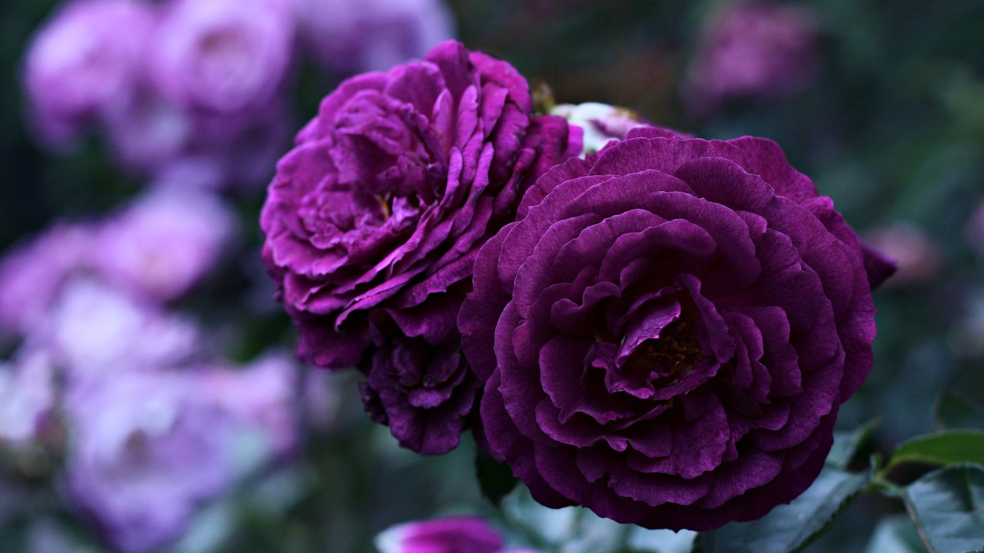 1920x1080 Purple Rose Wallpaper