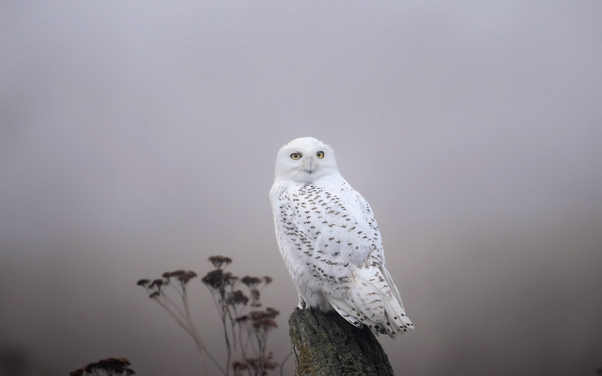 1920x1200 White Winter Owl wallpapers (54 Wallpapers)