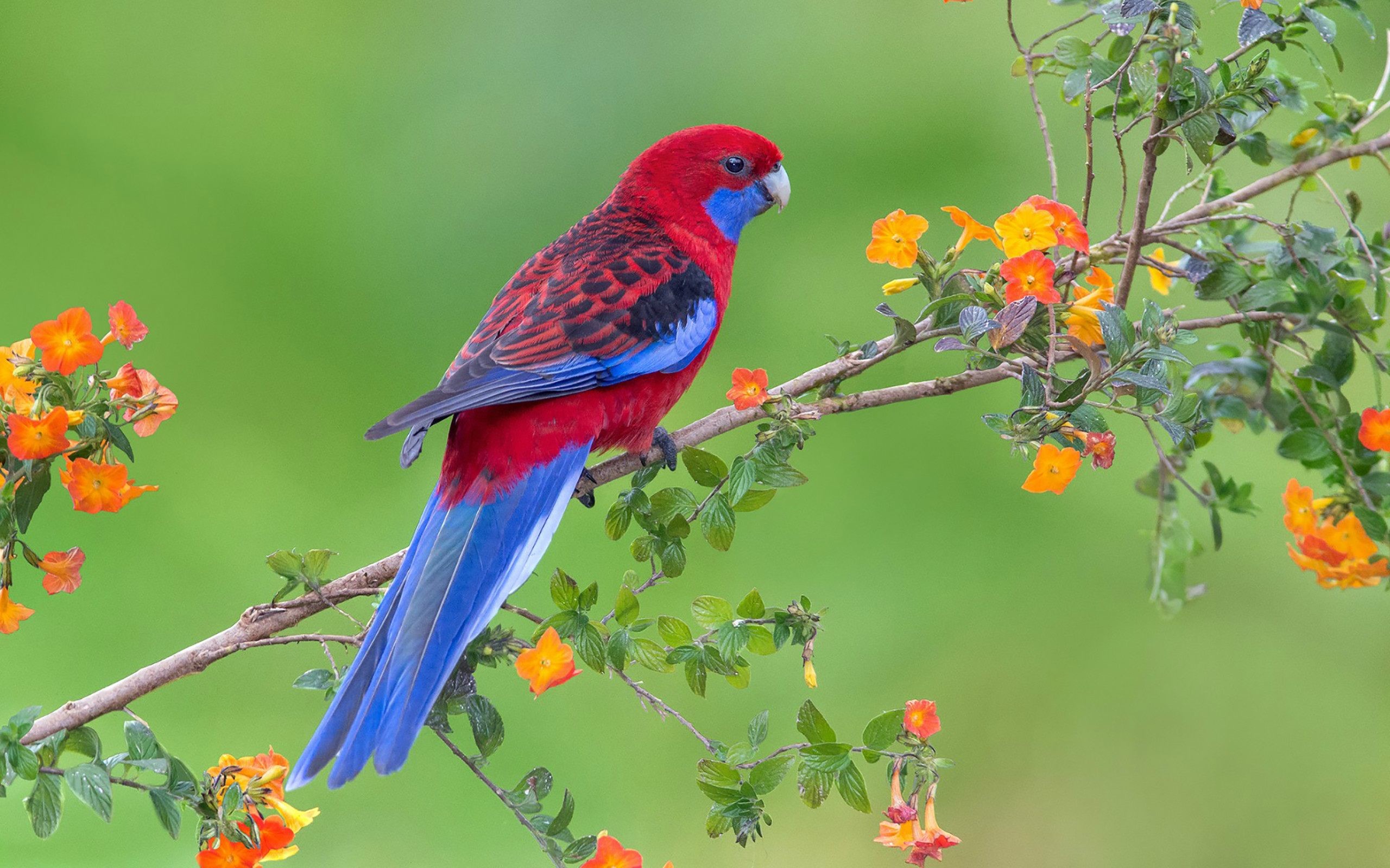 2560x1600 Red Parrot HD Wide Wallpaper for Widescreen (59 Wallpapers)
