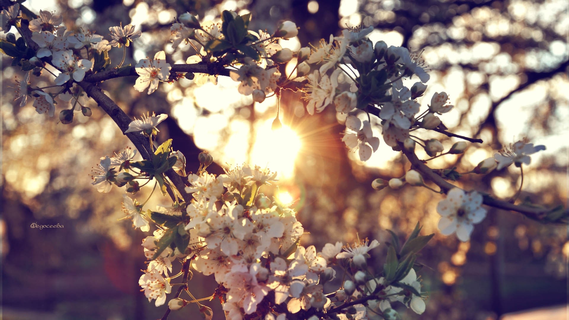 1920x1080 Preview wallpaper branch, flowers, spring 