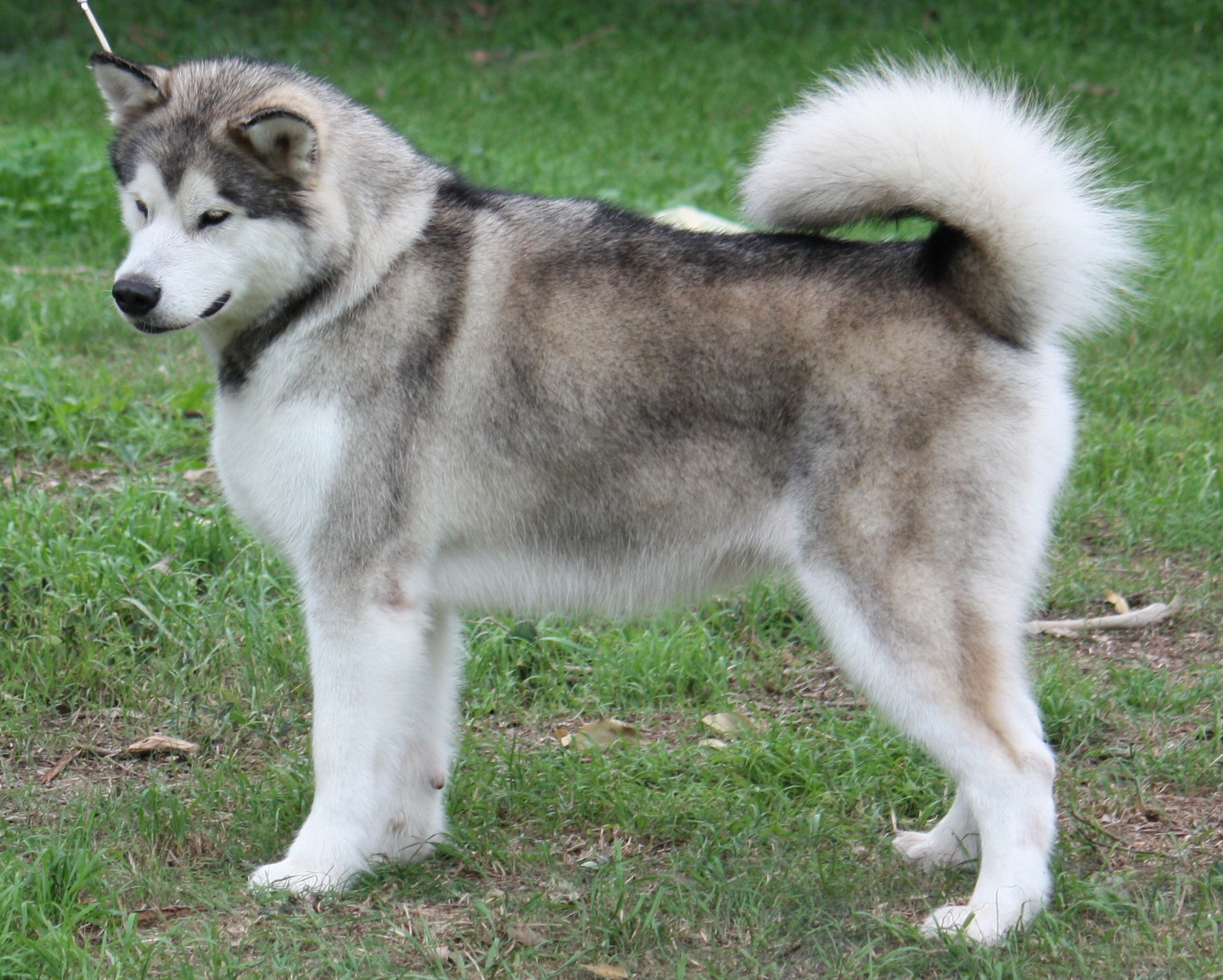 2145x1718 Alaskan Malamute - Wallpapers, Pictures, Pics, Photos, Images .