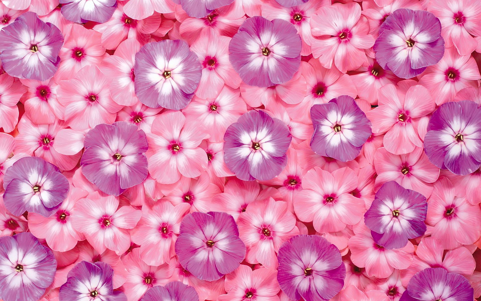 1920x1200 Pink Flowers HD Wallpaper.
