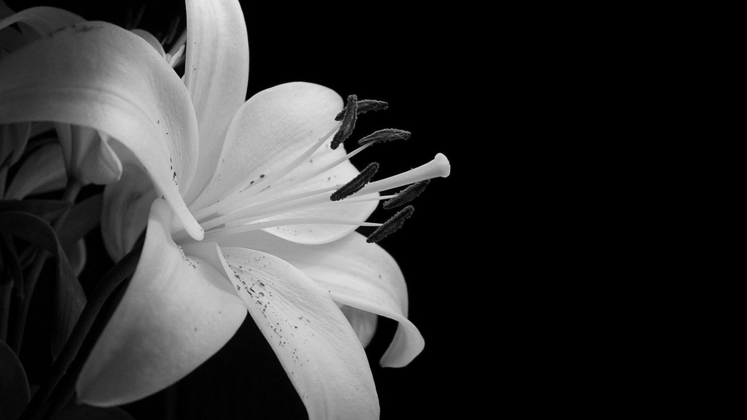 2560x1440 Black and White Flowers
