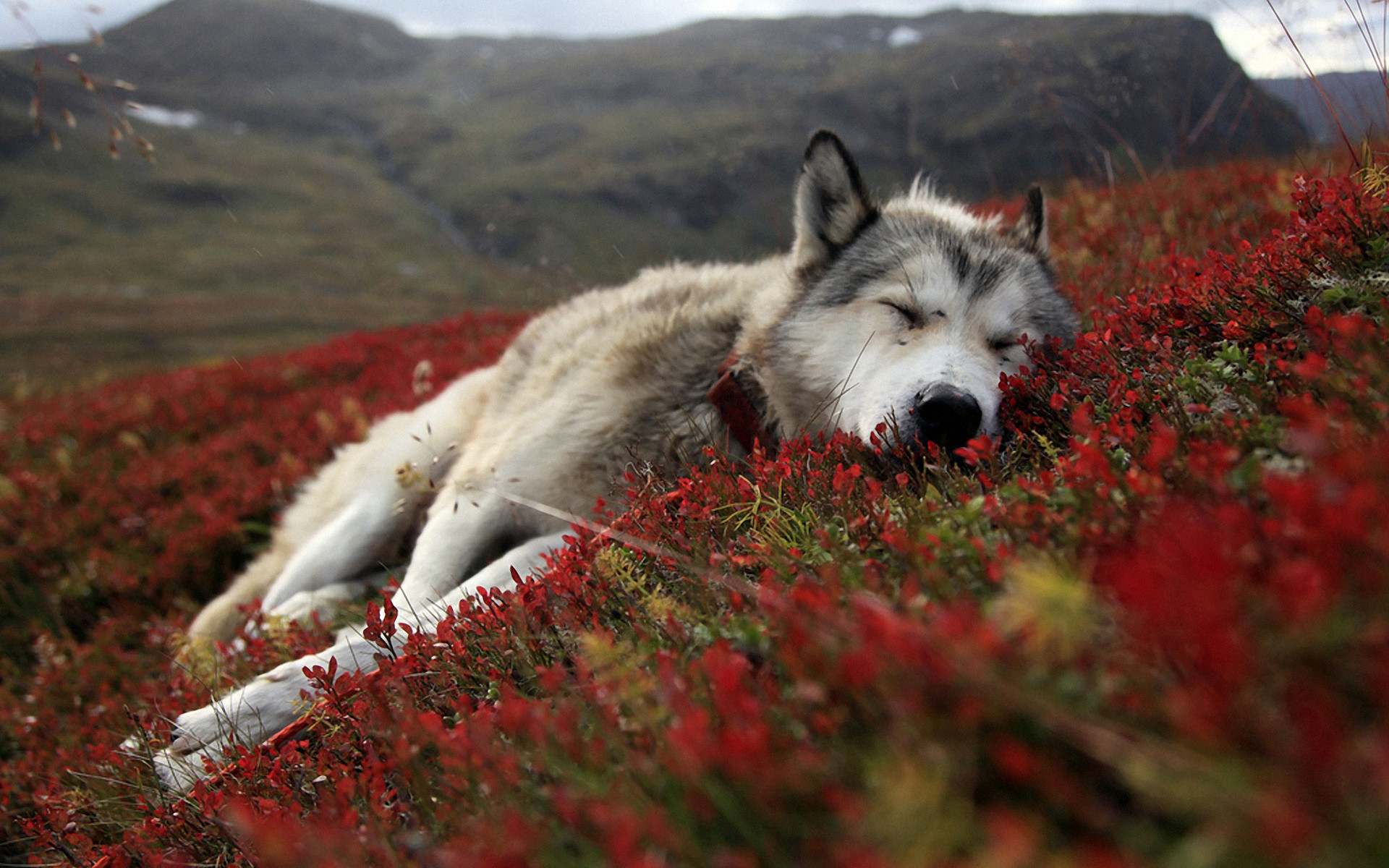 1920x1200 Animal - Wolf Alaska Tundra Dog Battleship Animal Wallpaper
