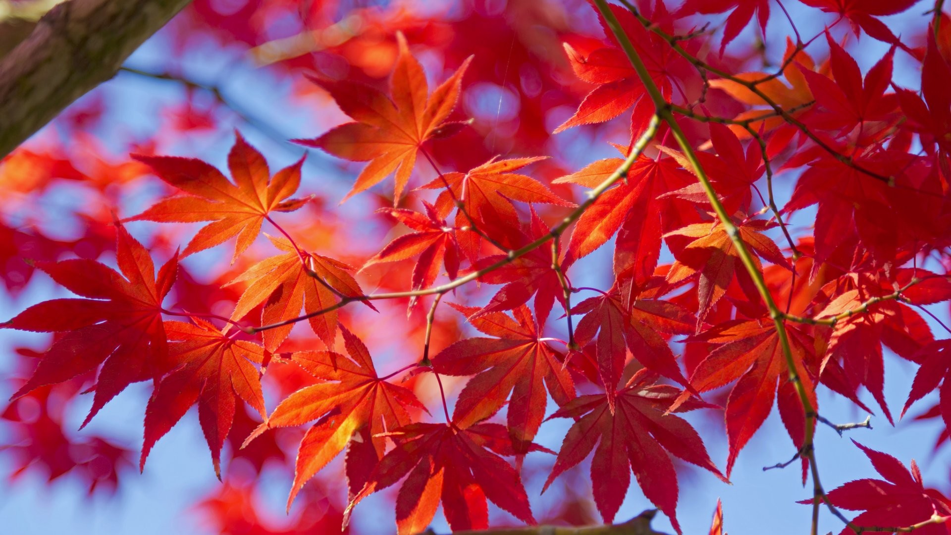 1920x1080 Red Leaves Tree wallpapers