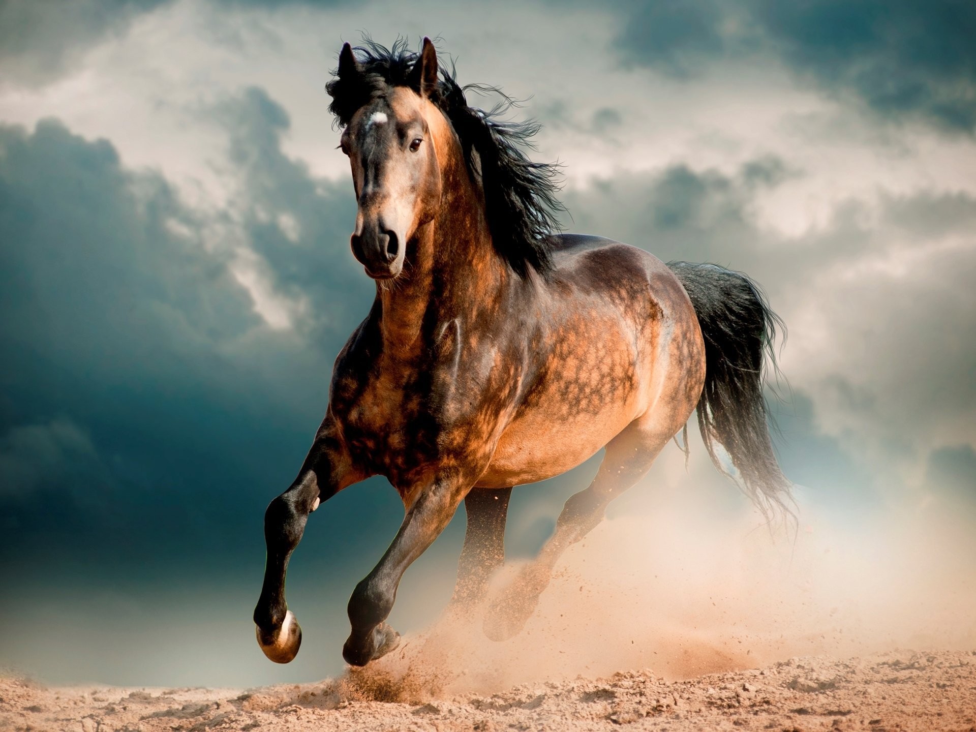 1920x1440 horse horse mustang horse desert canter