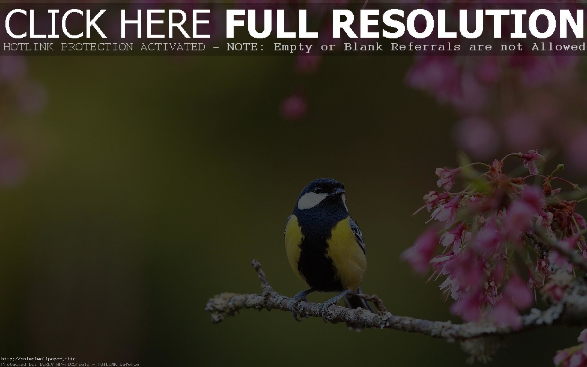 1920x1200 Beautiful Spring Flowers And Birds Wallpaper