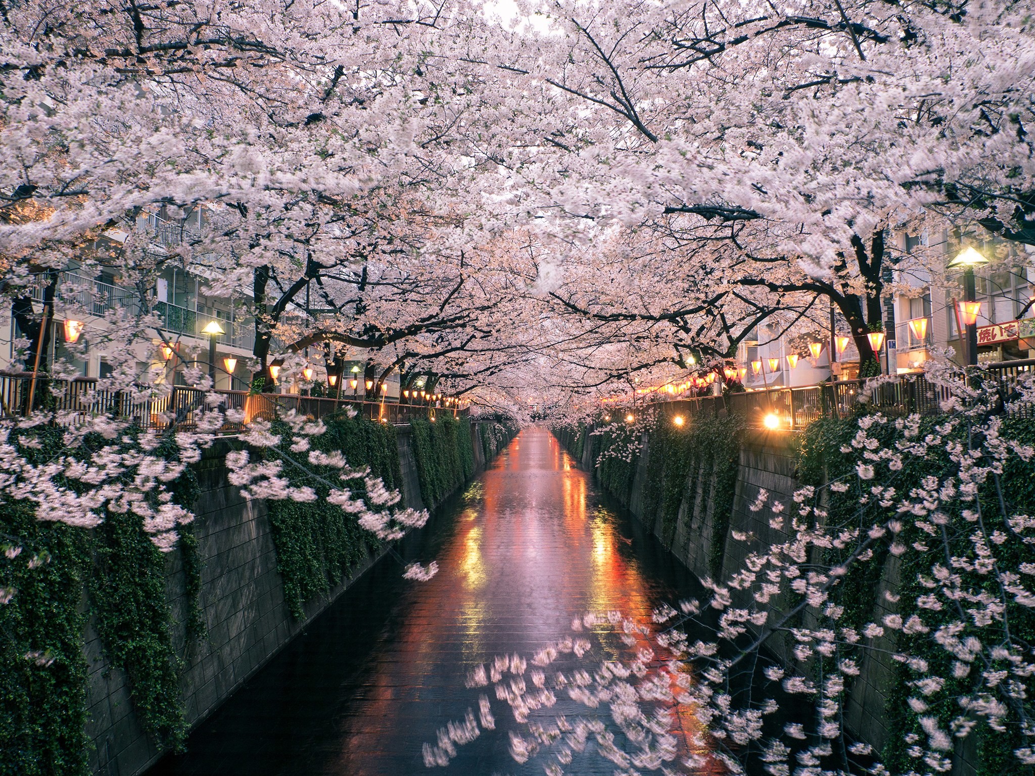 2048x1536 The Best Tokyo Neighborhood for Seeing Japan's Cherry Blossoms - CondÃ© Nast  Traveler