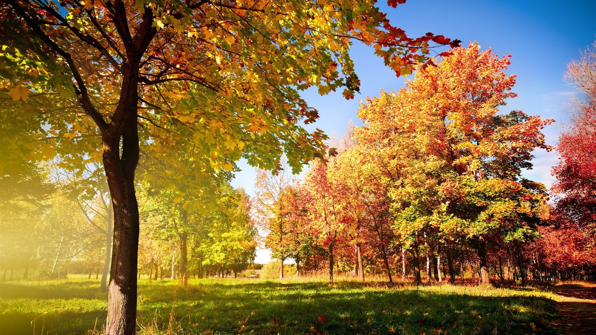 1920x1080 Widescreen, autumn, wallpaper, trees, background, mac (#220440)