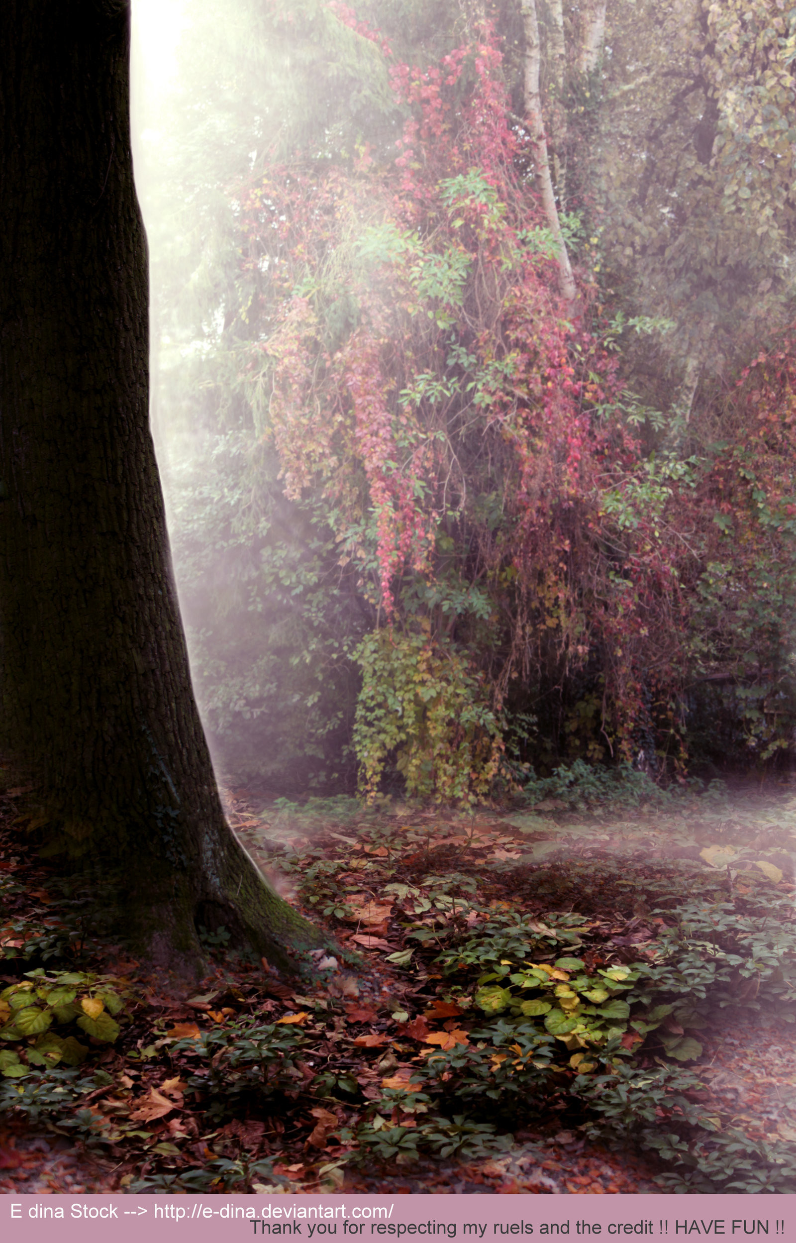 1600x2498 ... Premade BG Enchanted Forest 2 by E-DinaPhotoArt