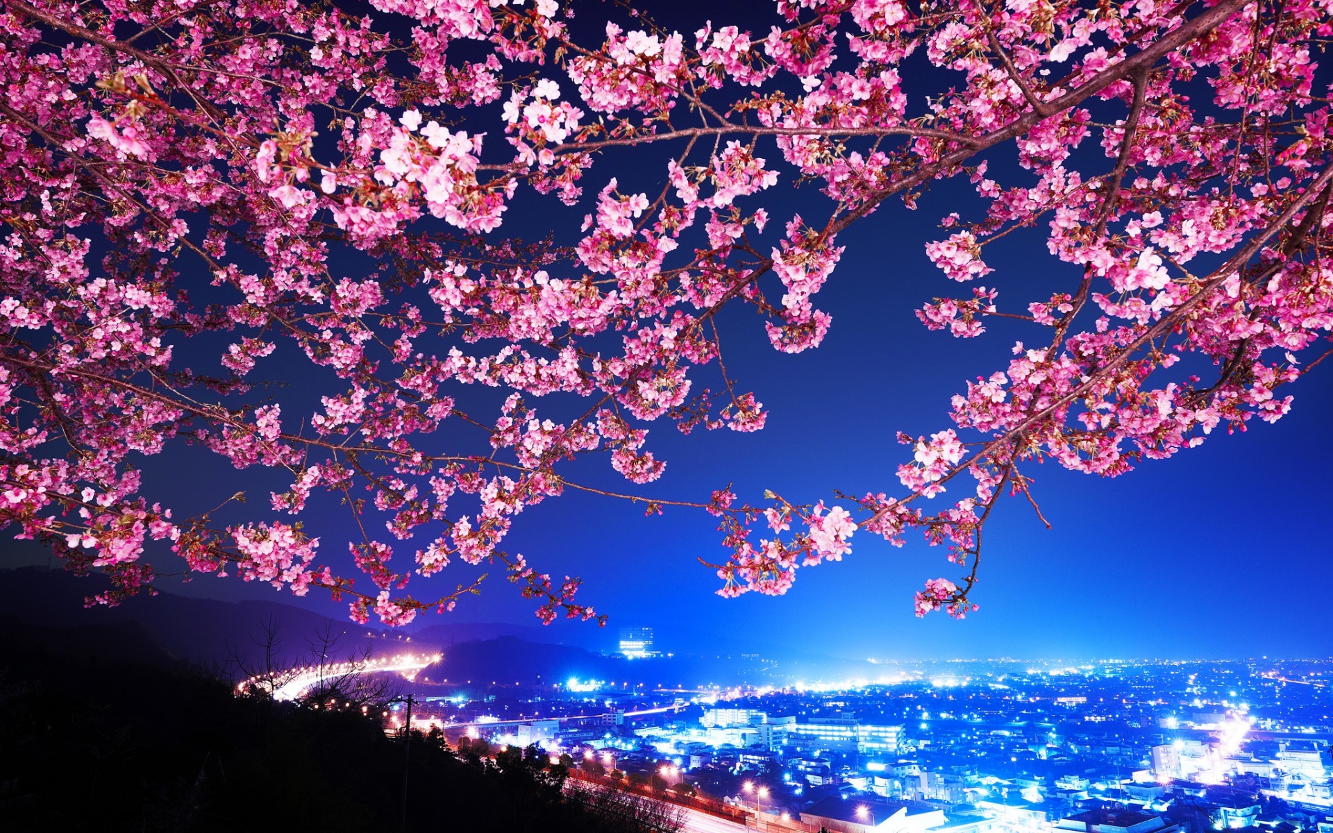 1920x1200 Cherry Blossom Tree Desktop Wallpaper - THIS Wallpaper ...