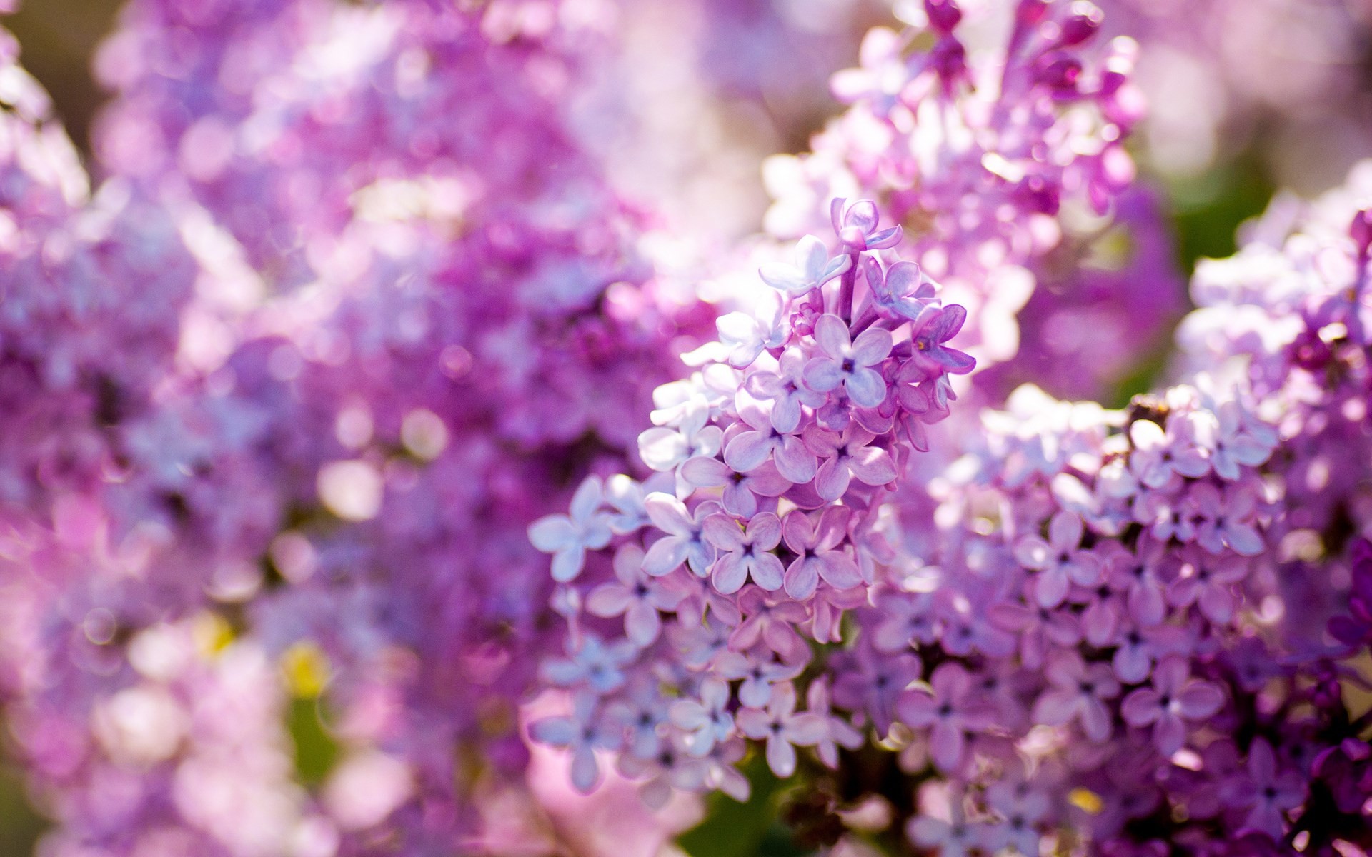 1920x1200 Lilac Wallpapers