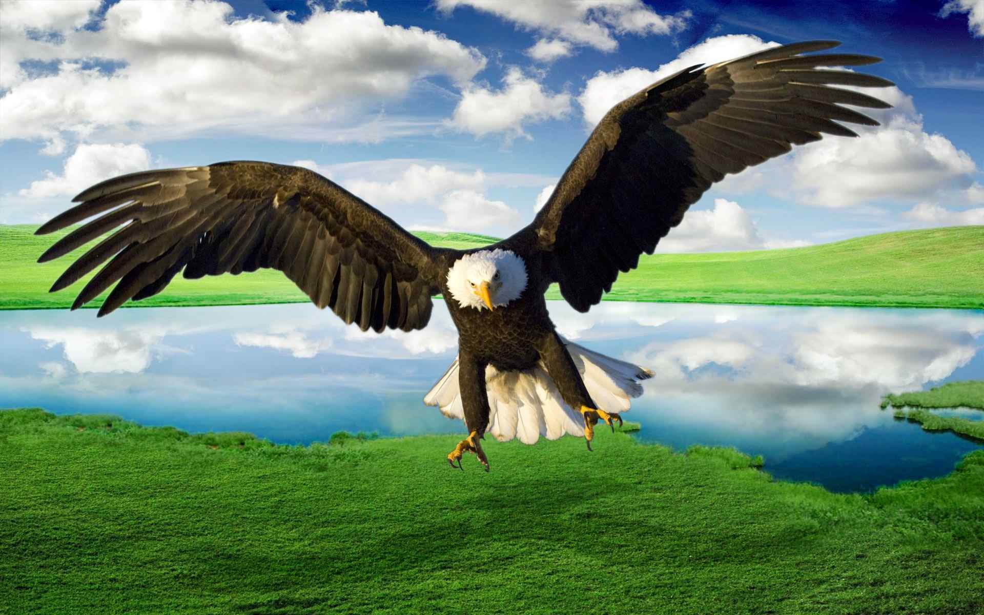 1920x1200 Flying Eagle HD Wallpapers