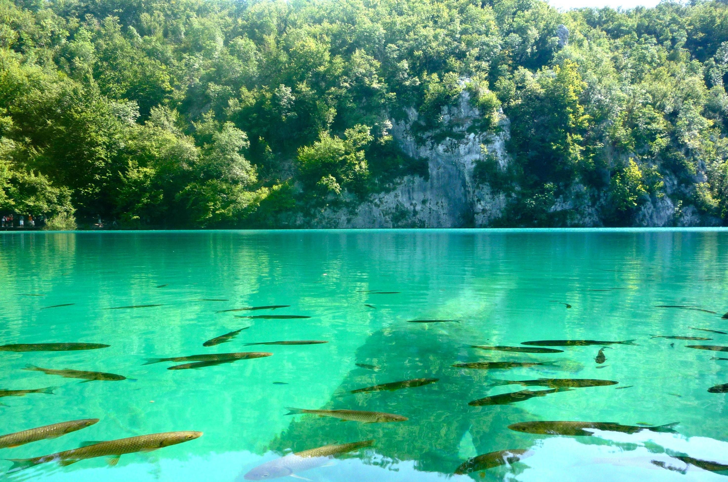 2948x1951 A luminescent lake (Plitvice National Park, Croatia) [3640 Ã 2409] HD