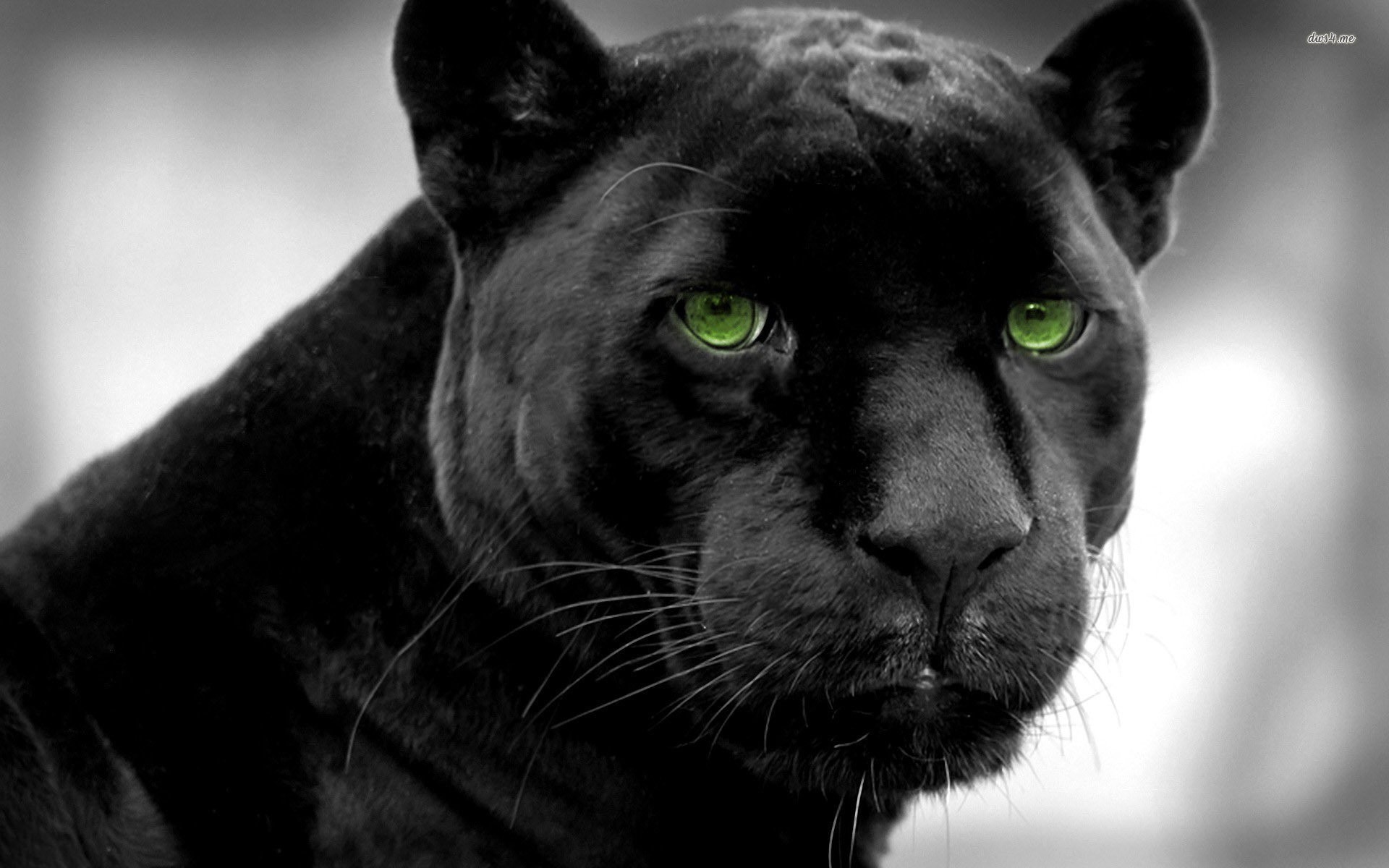 1920x1200 Tiere - Schwarzer Panther Panther Wallpaper