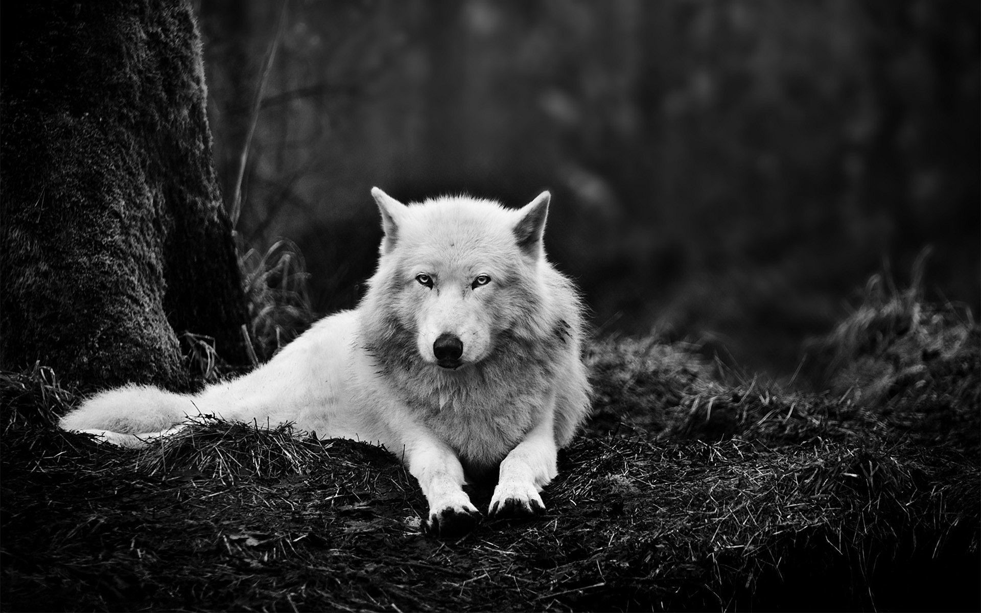 1920x1200 Pics Photos - Description The Wallpaper Above Is White Wolf Wallpaper In  Resolution