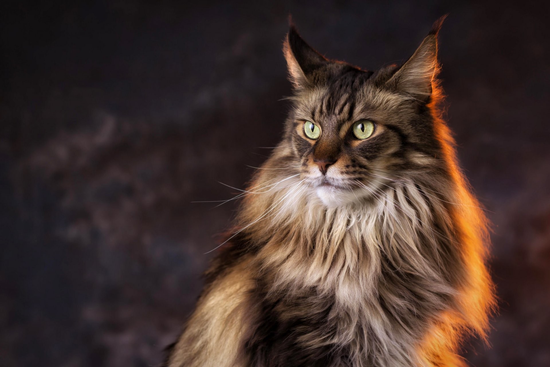 1920x1280 cat maine coon view background light