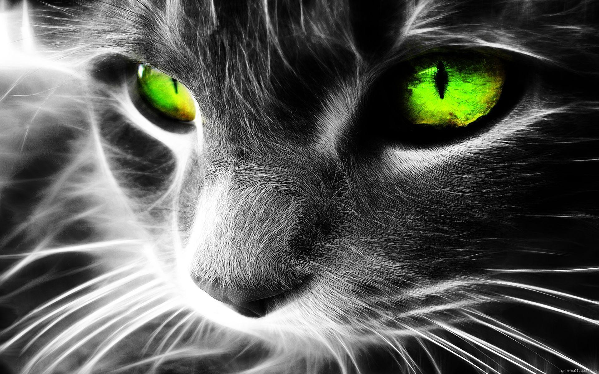 1920x1200 Grey cat with green eyes ...