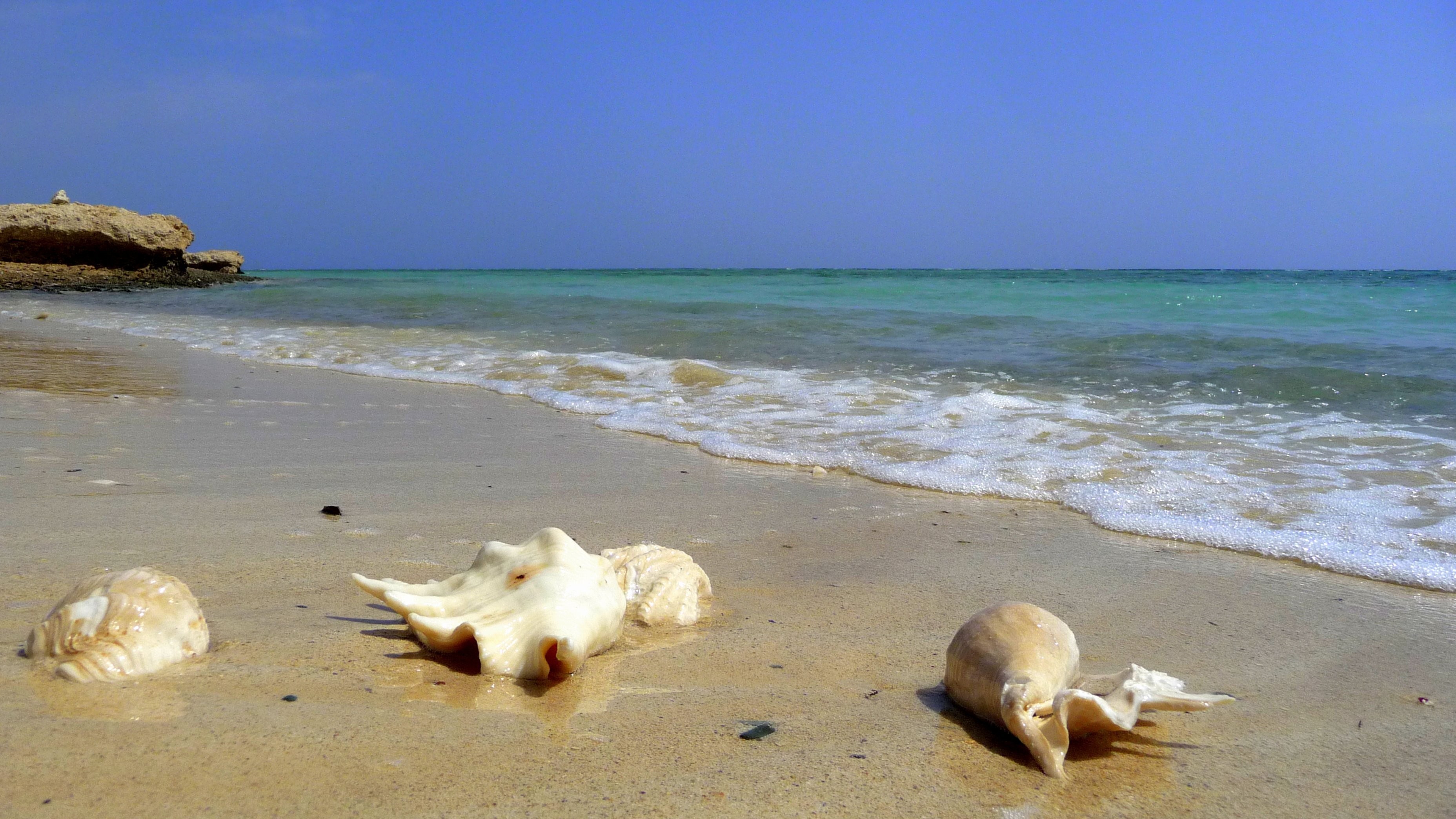 3712x2088 Seashells on the beach in the resort of El Quseir, Egypt