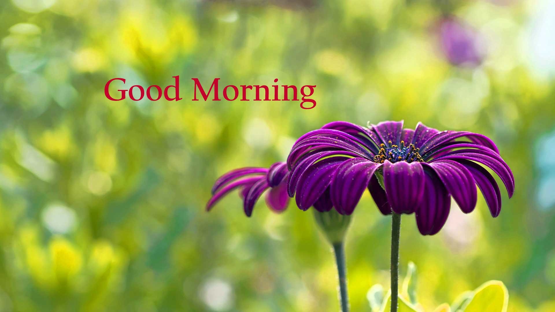 1920x1080 Good Morning Flowers