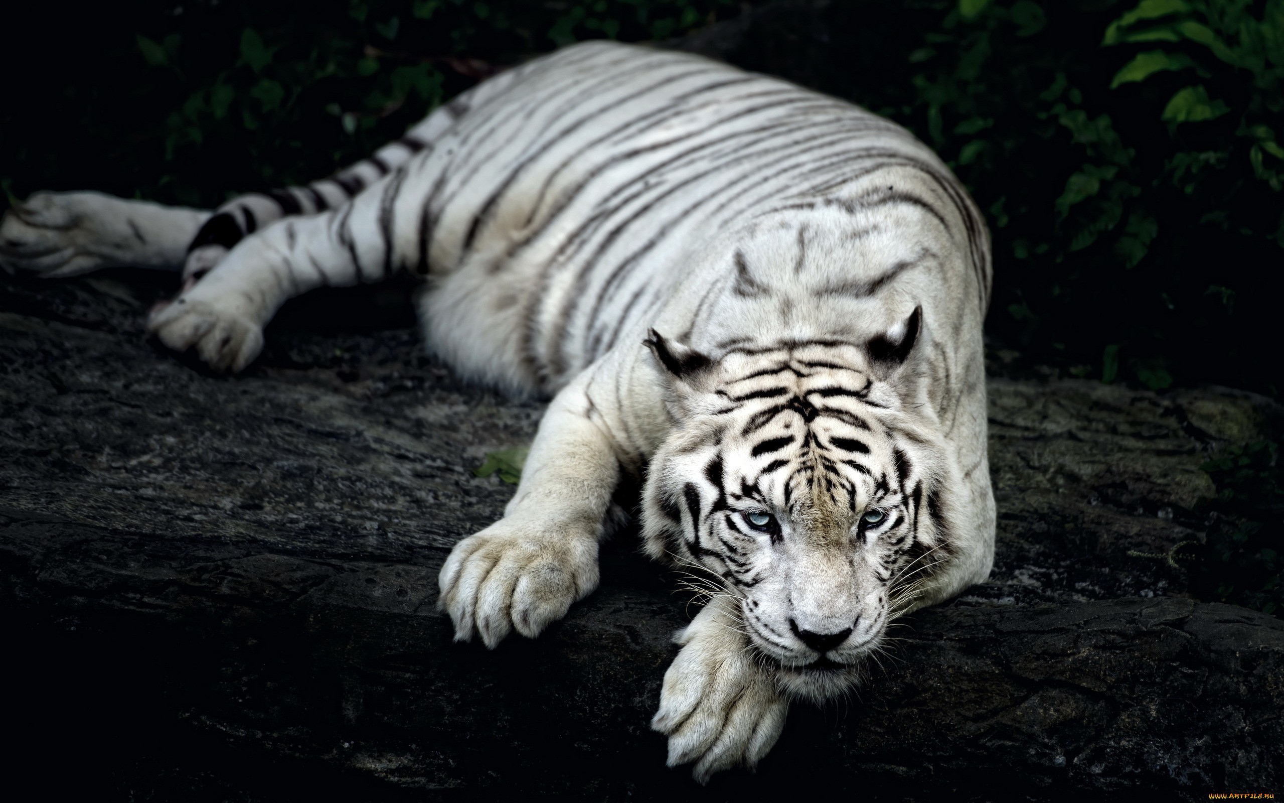 2560x1600 White Tiger Animal