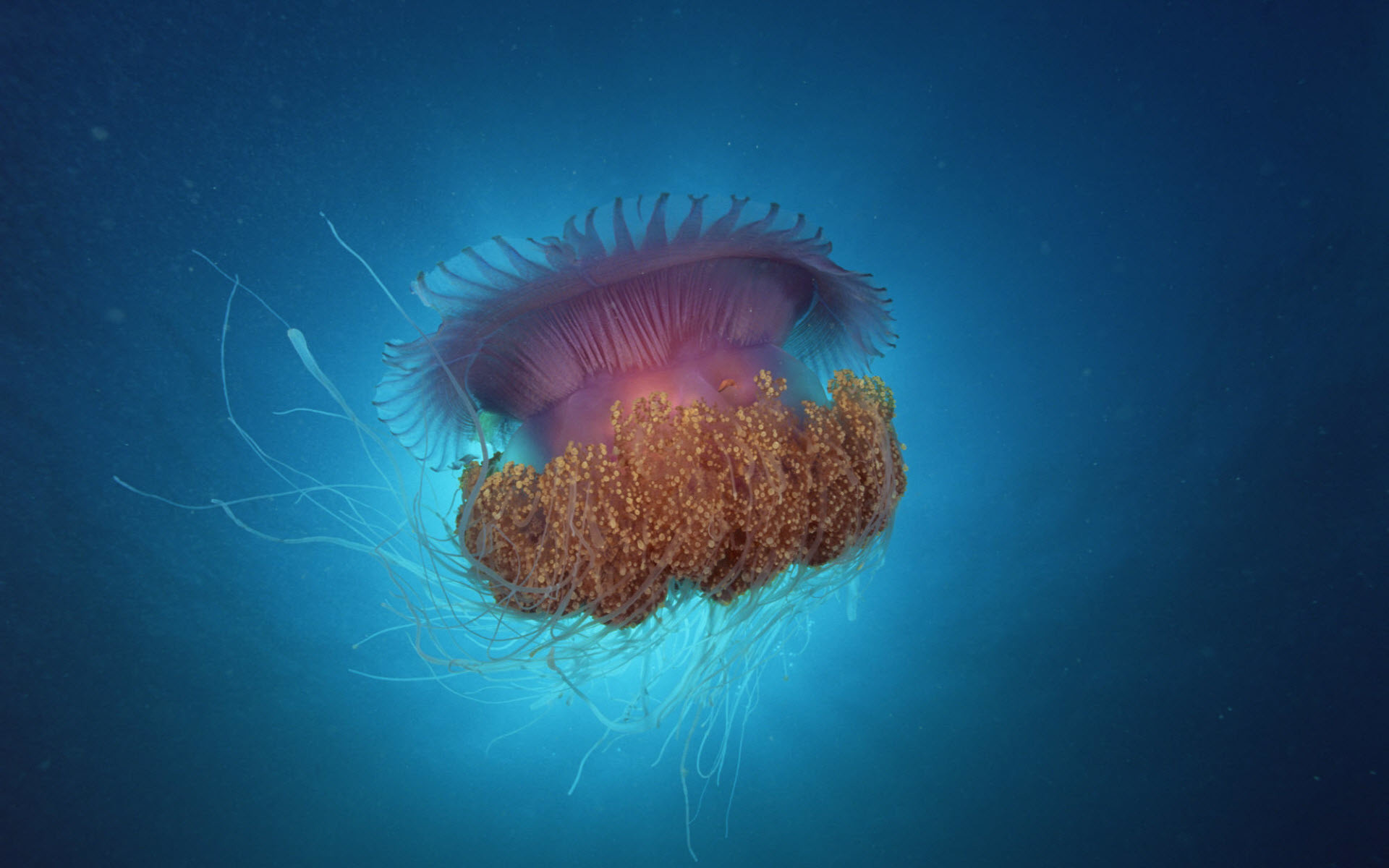 1920x1200 Jellyfish Under Sea